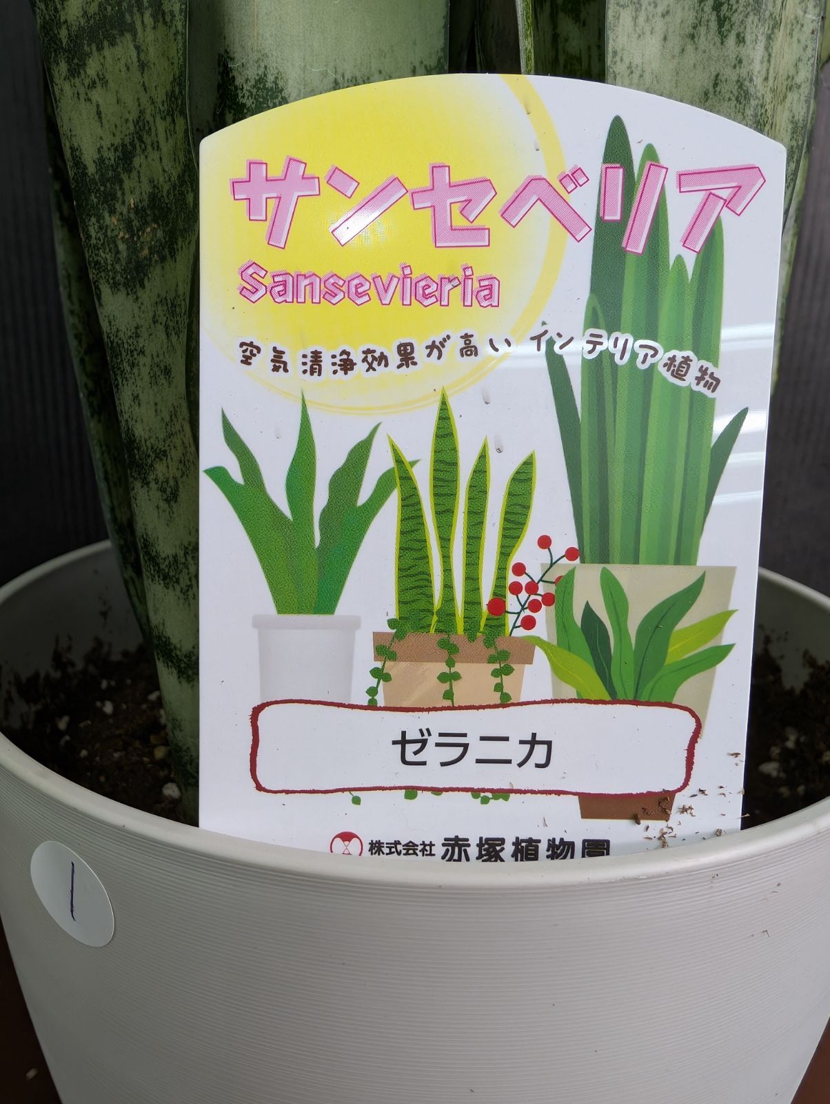 サンスベリア ゼラニカ 6号鉢 ① - メルカリ