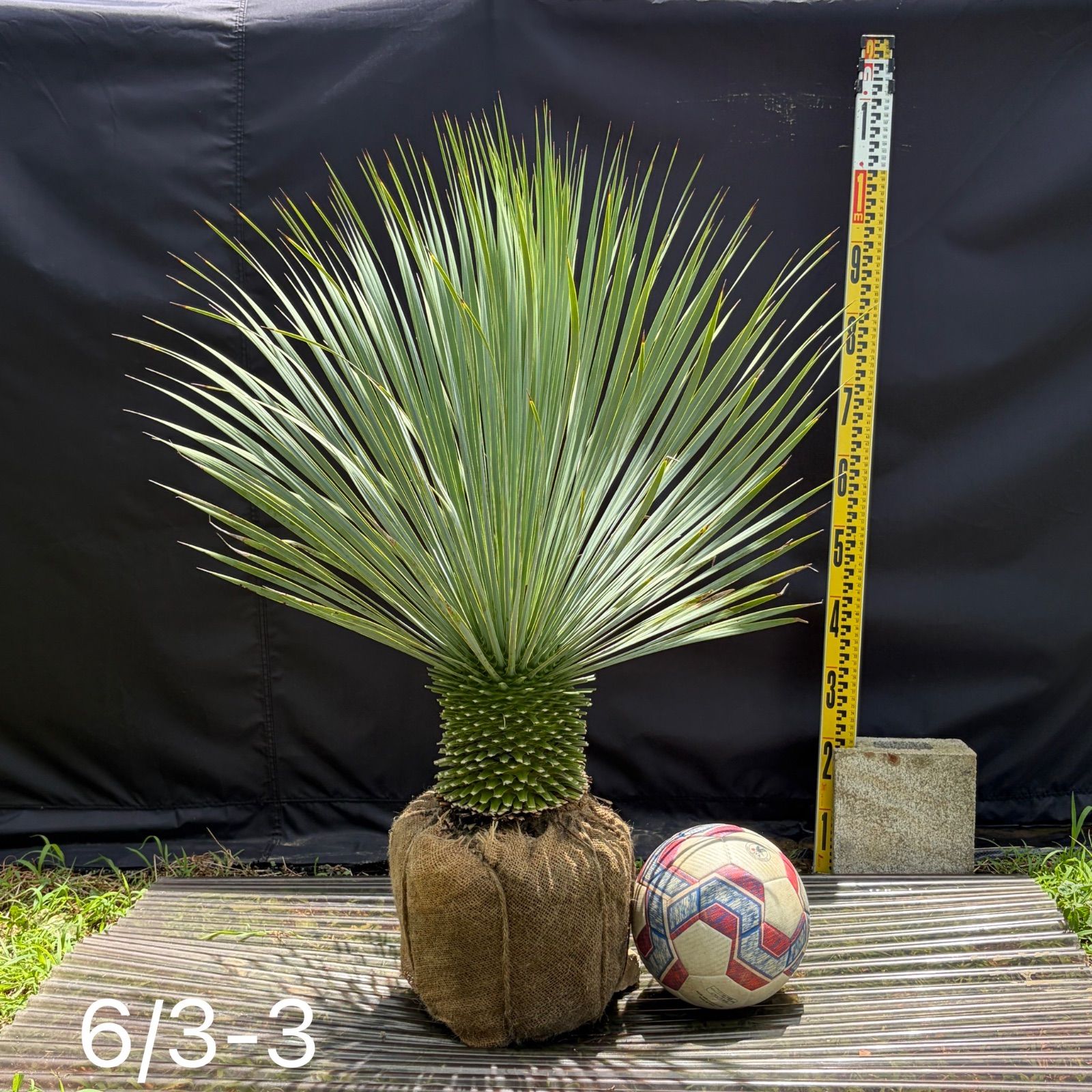 ユッカロストラータ】6/3-3 根巻き 観葉植物 ドライガーデン - メルカリ