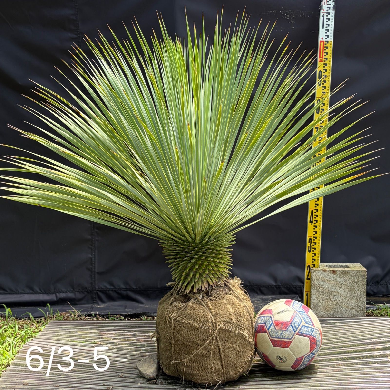 ユッカロストラータ】6/3-5根巻き 観葉植物 ドライガーデン - メルカリ