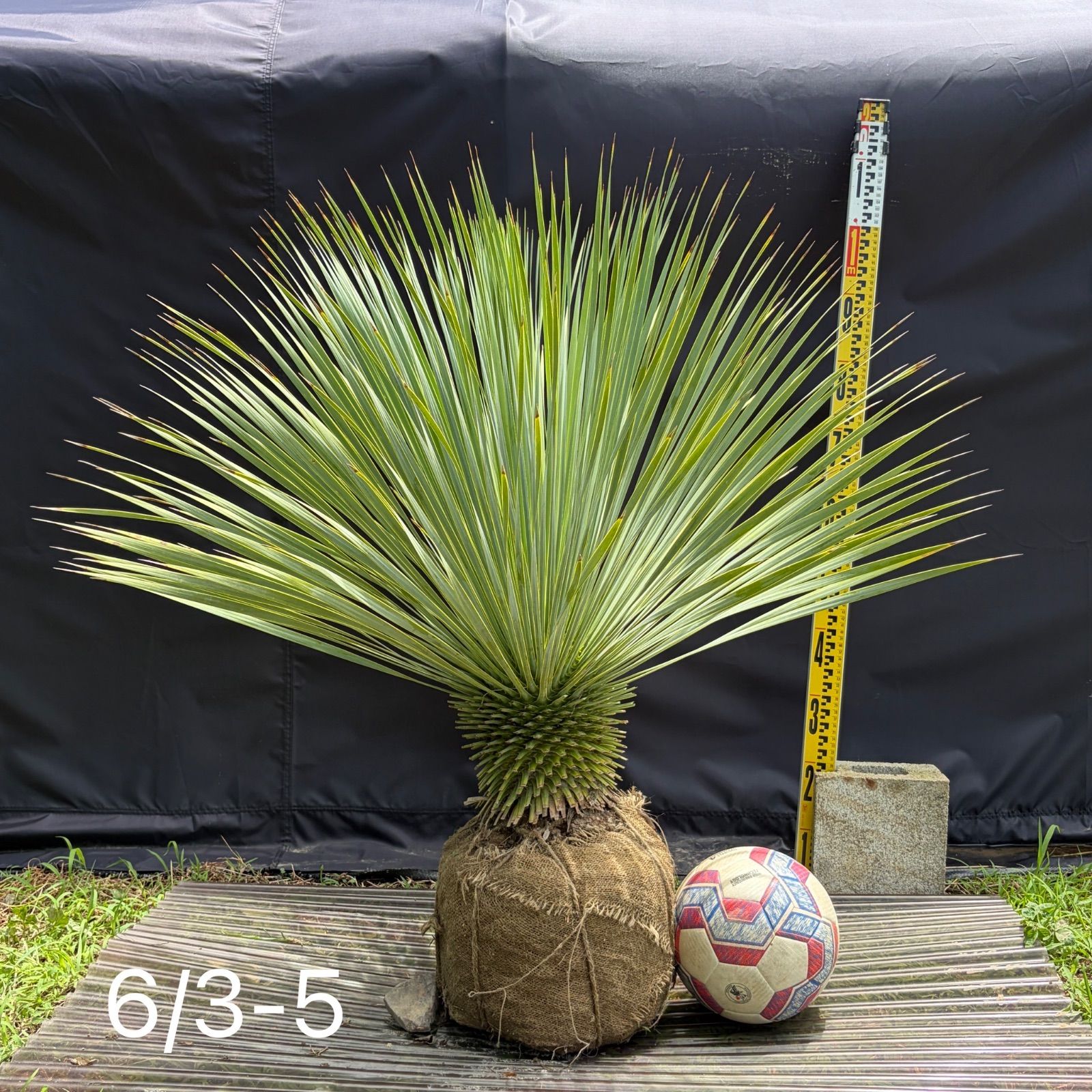 ユッカロストラータ】6/3-5根巻き 観葉植物 ドライガーデン - メルカリ