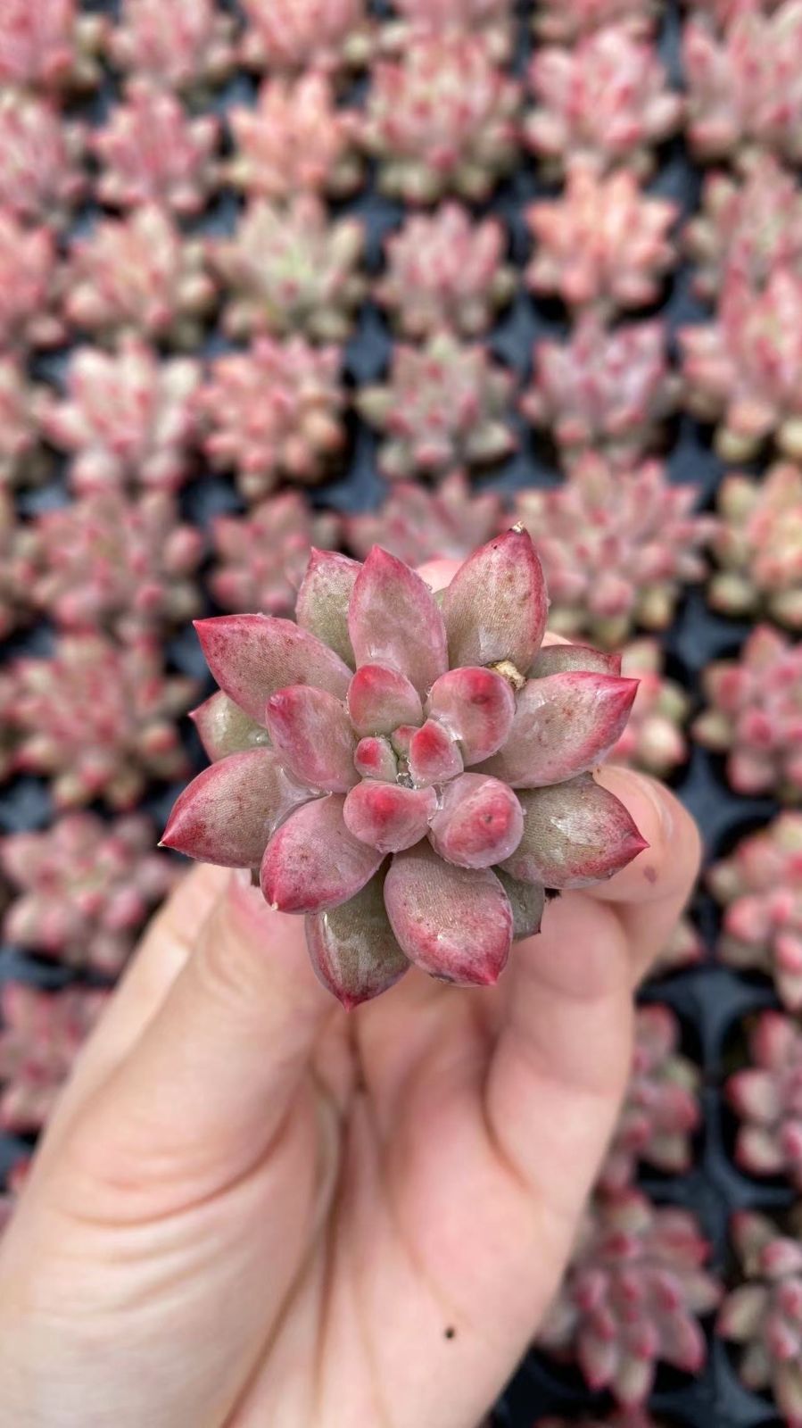 A1 韓国苗 実物撮影 多肉植物128株 多品種です 抜き苗出荷 【公式通販】