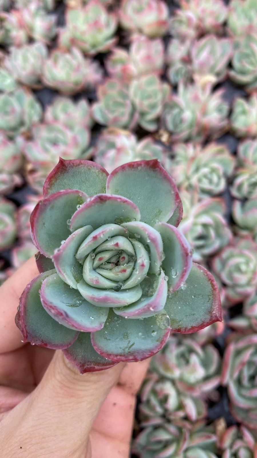 新入荷 シルエット 鮮やかな105苗セット 土と根付き 多肉植物