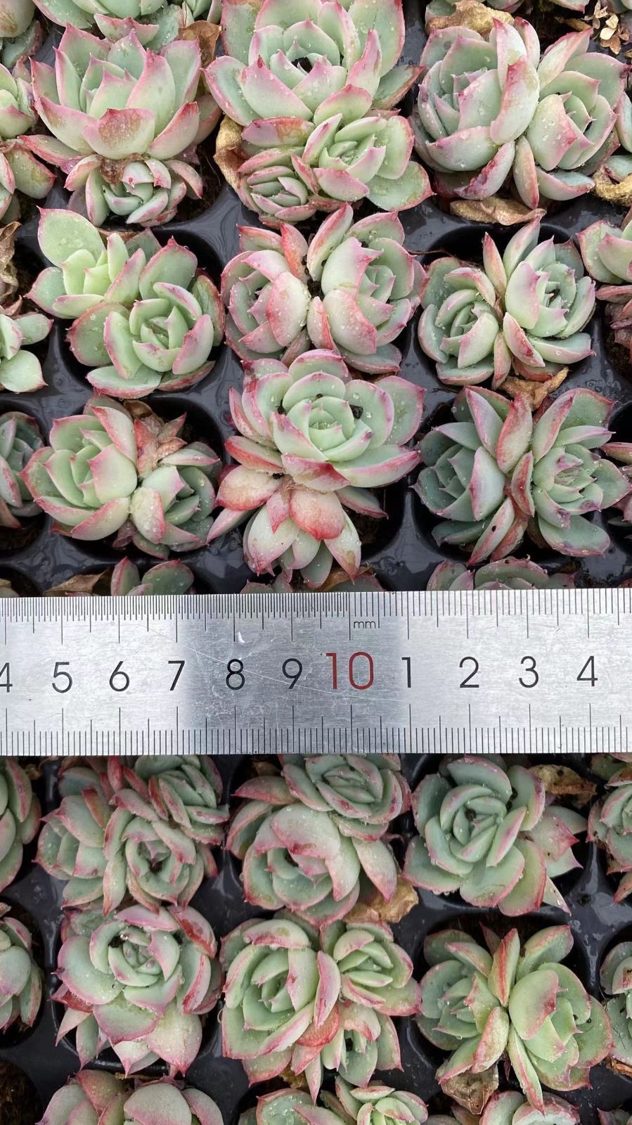 多肉植物　エケベリア105苗 詰め合わせセット 新入荷 シルエット 鮮やかな105苗セット 土と根付き 多肉植物