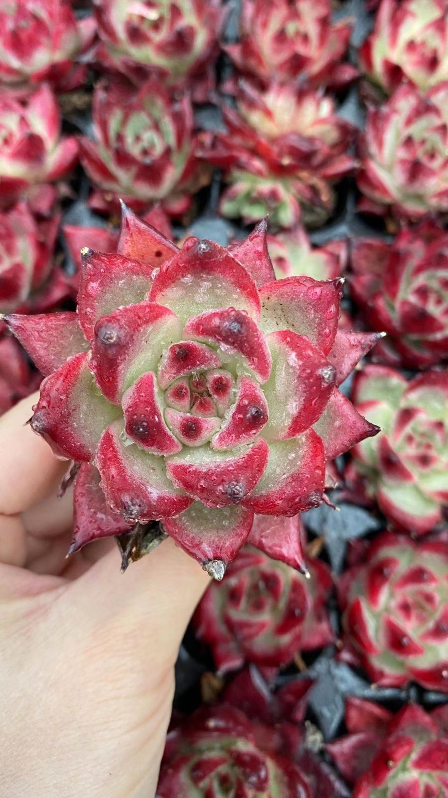 新入荷 ロッカ 鮮やかな72苗セット 土と根付き 多肉植物 エケベリア