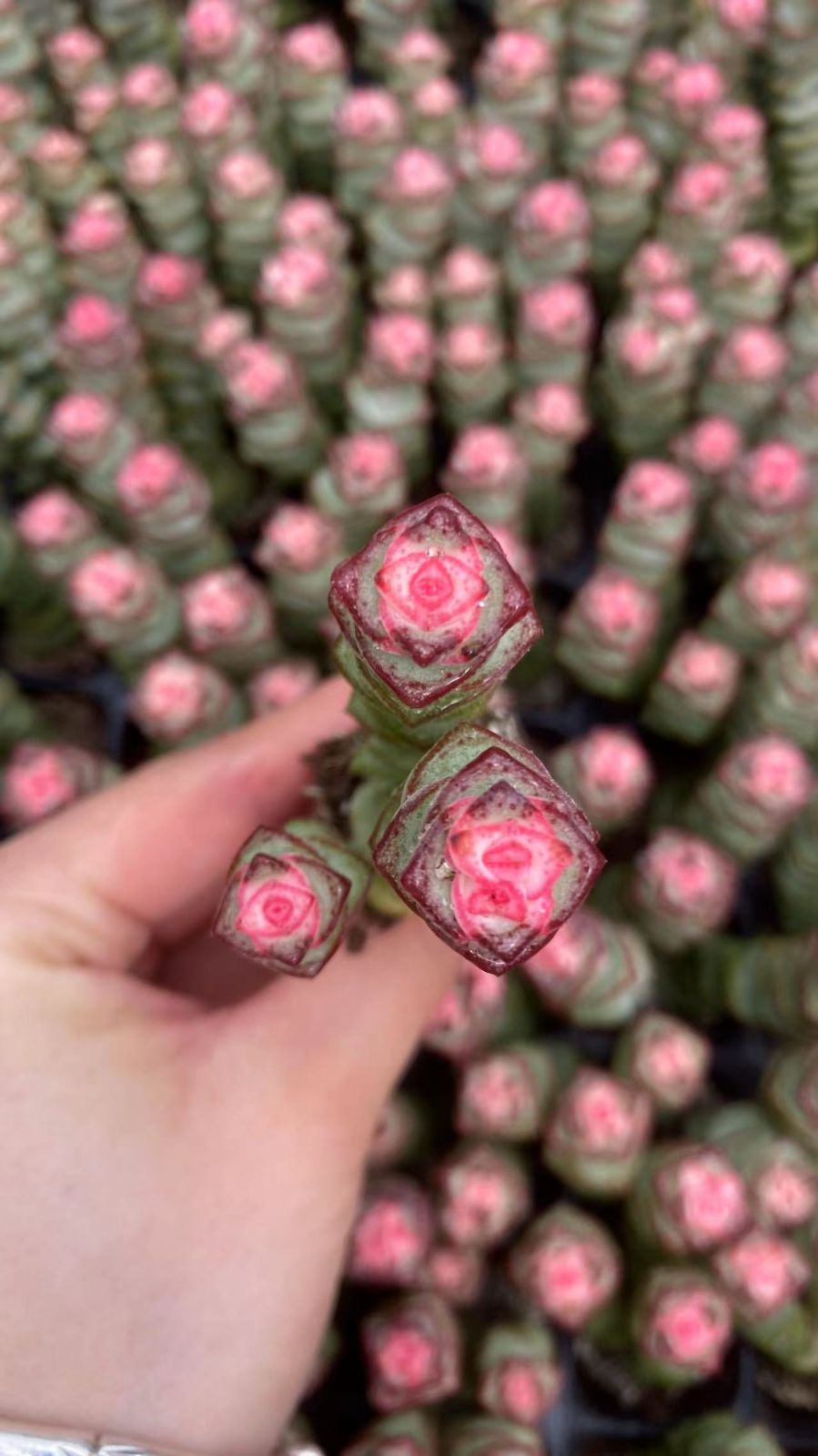 新入荷 ゼニツナギニシキ 鮮やかな128苗セット 土と根付き 多肉植物