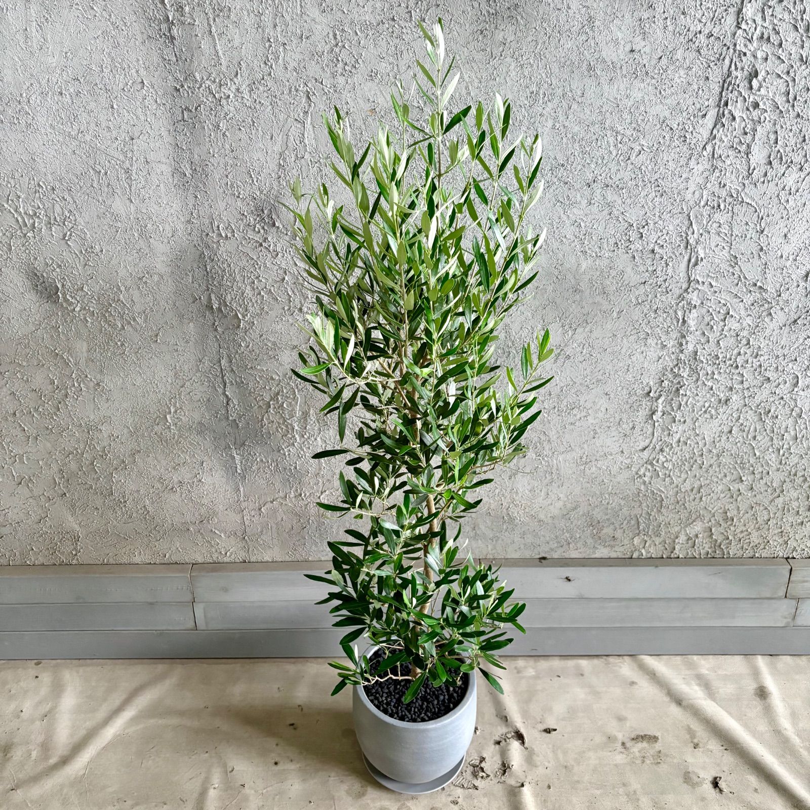 大型 美形 オリーブの木 シプレッシーノ 9号 テラコッタ鉢植え