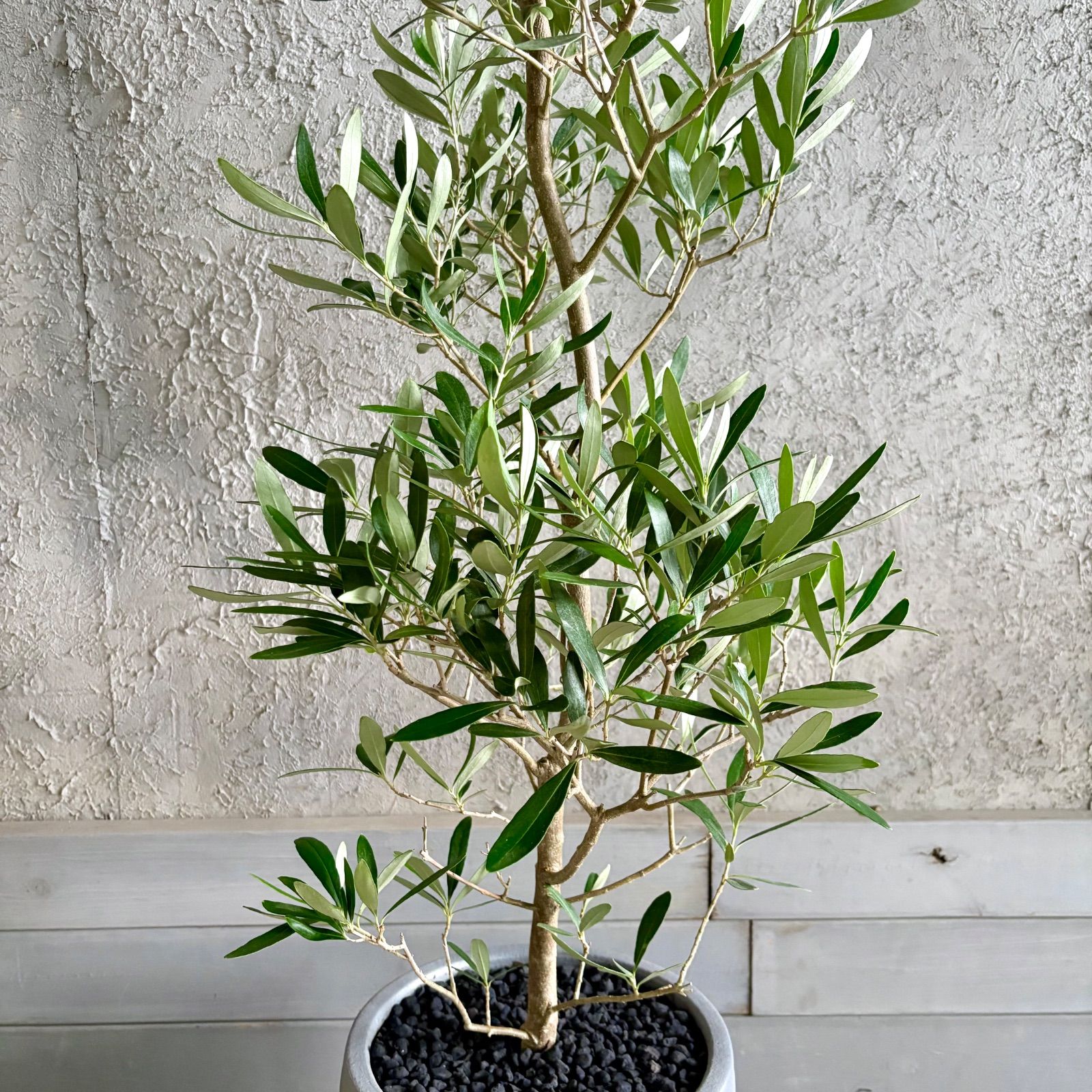 大型 美形 オリーブの木 シプレッシーノ 9号 テラコッタ鉢植え