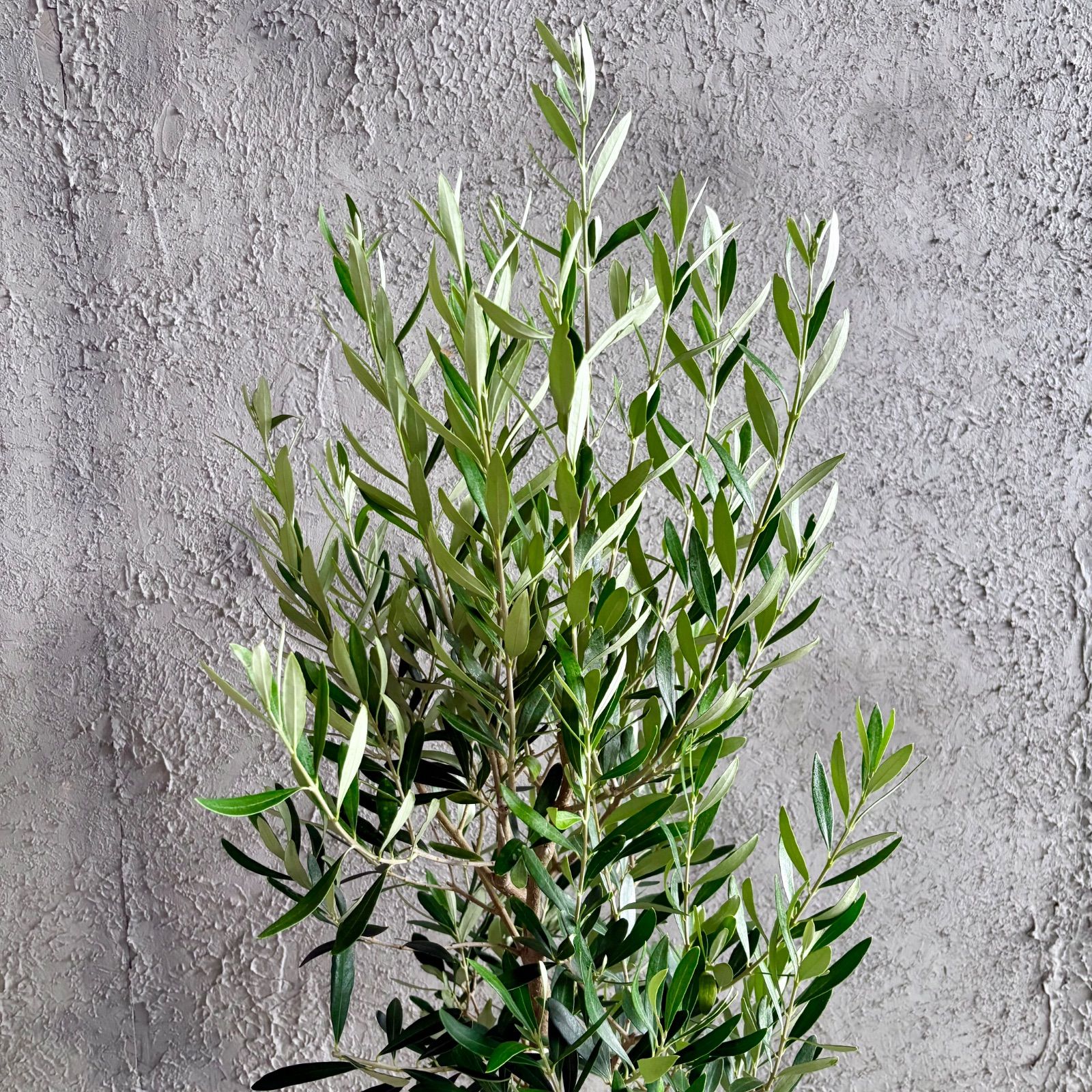 大型 美形 オリーブの木 シプレッシーノ 9号 テラコッタ鉢植え