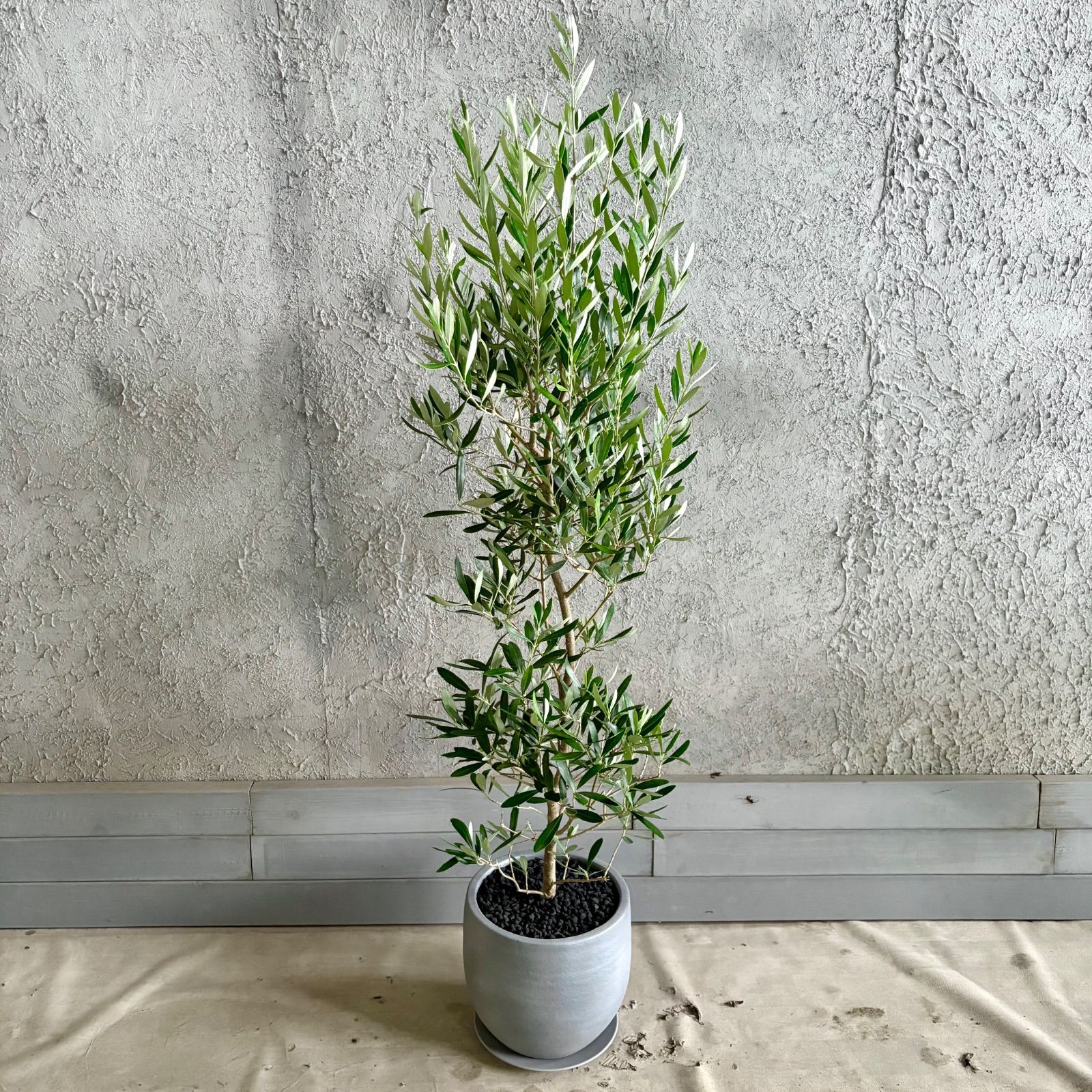 大型 美形 オリーブの木 シプレッシーノ 9号 テラコッタ鉢植え