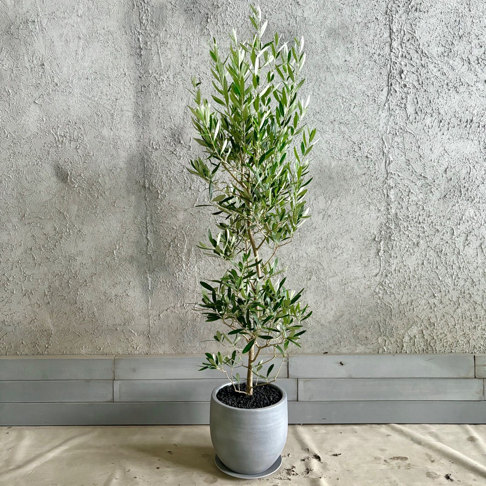 大型 美形 オリーブの木 シプレッシーノ 9号 テラコッタ鉢植え