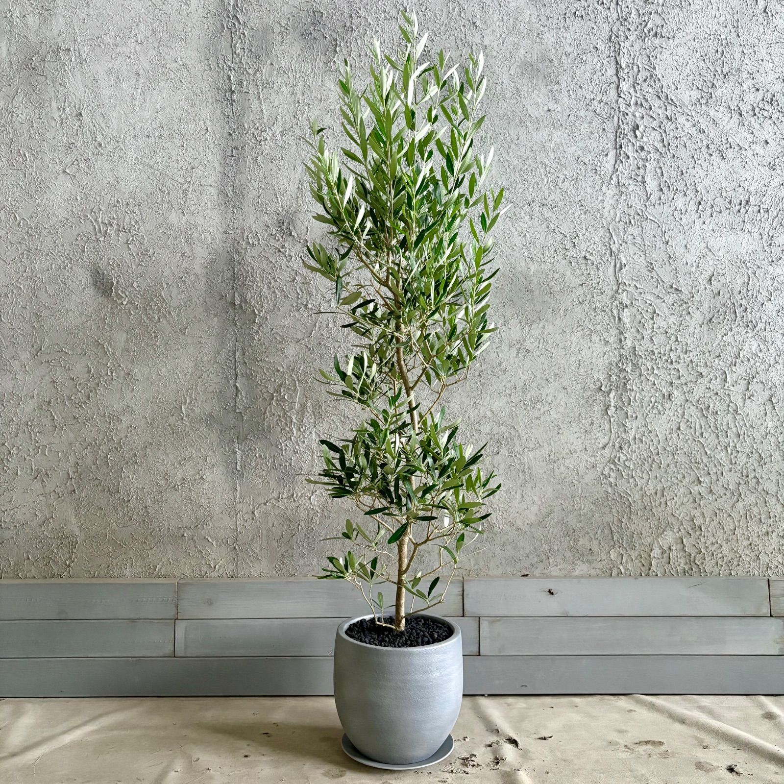 大型 美形 オリーブの木 シプレッシーノ 9号 テラコッタ鉢植え
