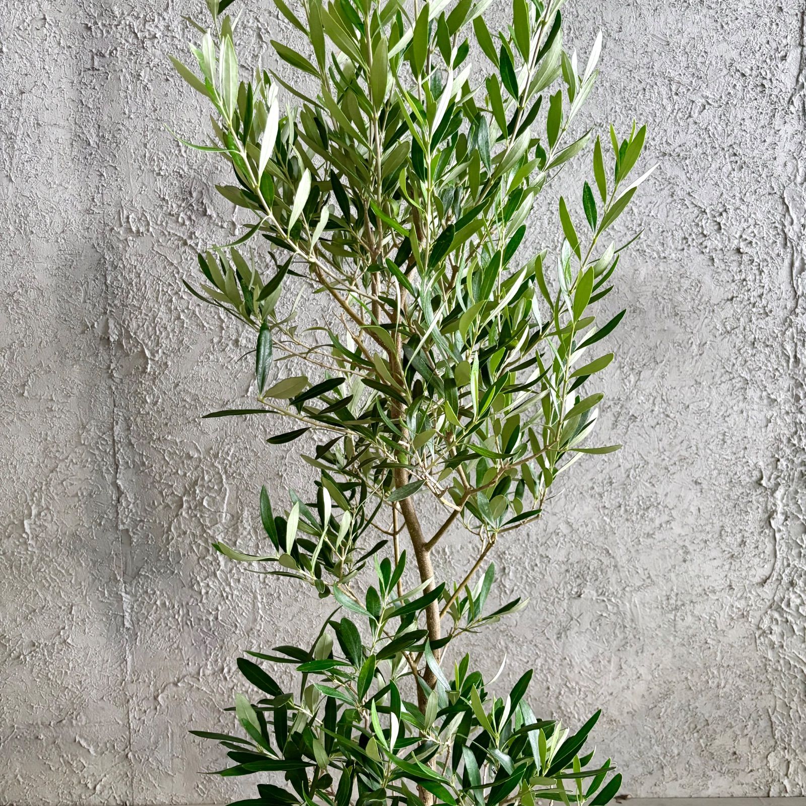 大型 美形 オリーブの木 シプレッシーノ 9号 テラコッタ鉢植え