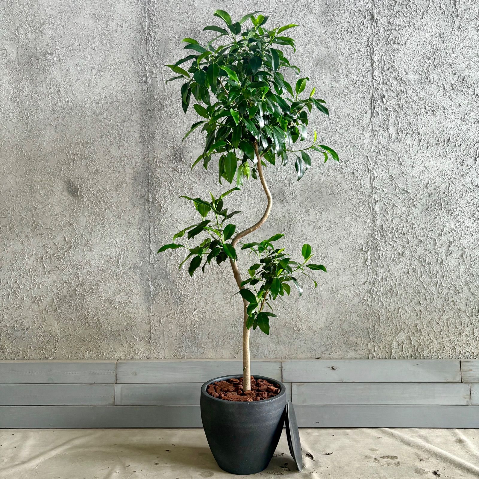 希少品種　大型　美形　フィカス　ジャンボリーフ　9号　テラコッタ鉢植え　アンティーク風　受け皿付き