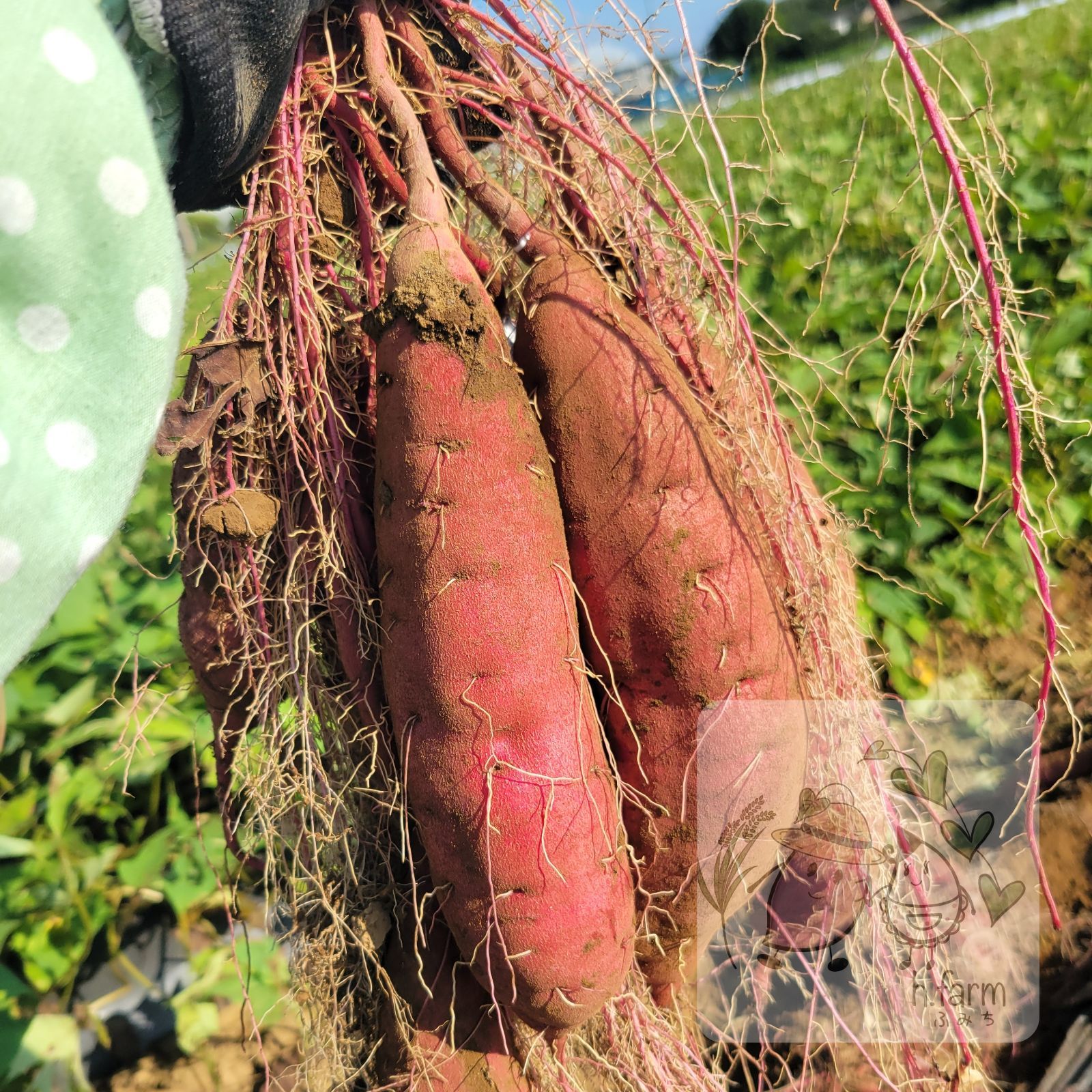 訳あり紅はるか10kg 茨城県産 農薬不使用- メルカリ