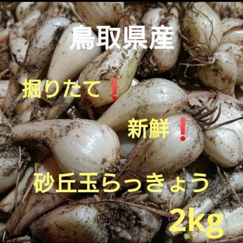 食品 希少! 鳥取県産 玉らっきょう 無農薬! 2kg クール便
