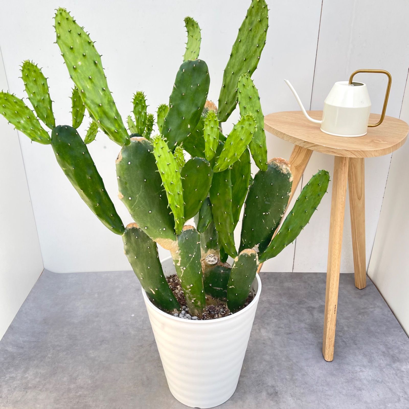 サボテン　ウチワサボテン【現品】観葉植物　ドライガーデン　10号　大型