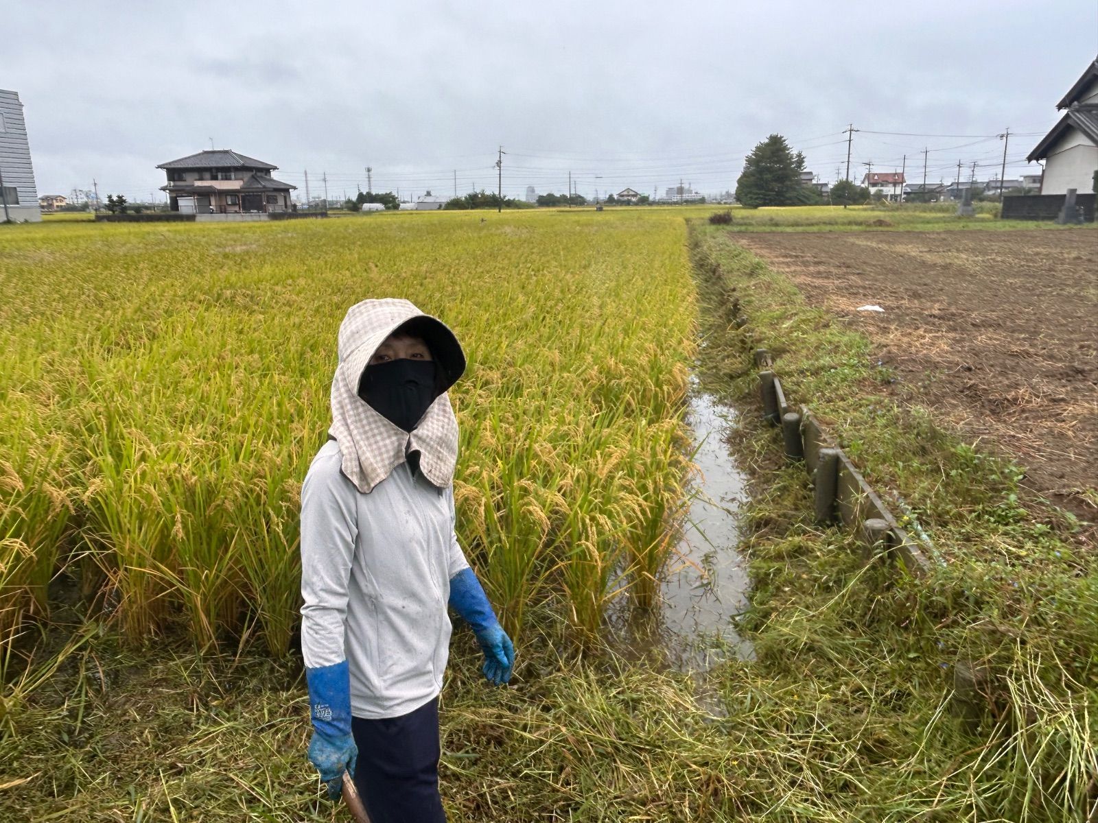 食品 岐阜のお米 ハツシモ 白米15Kg 令和7年産