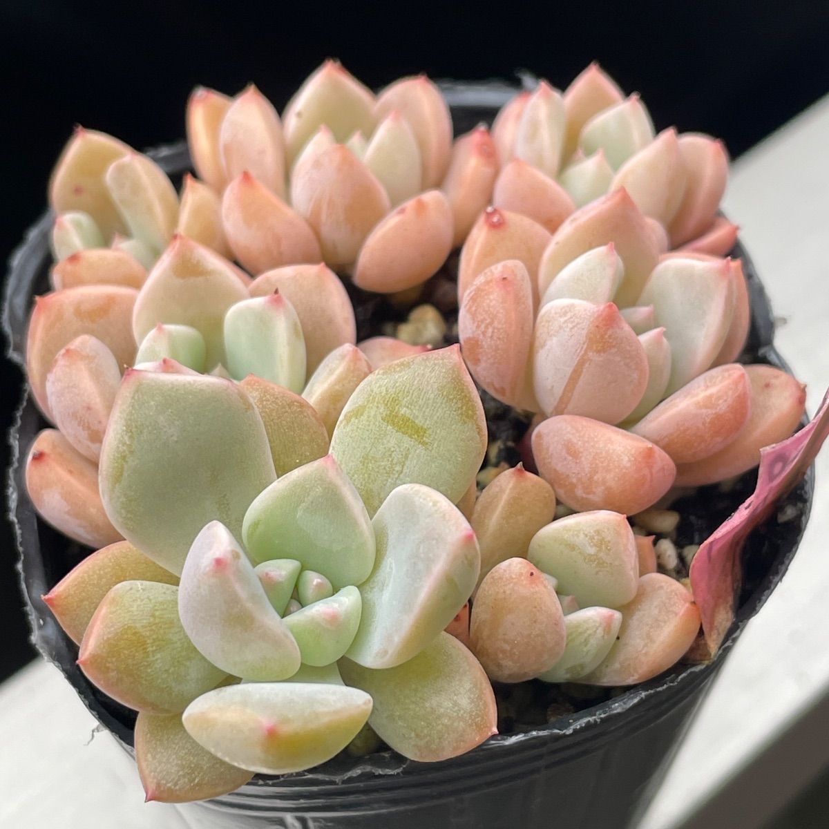 ピンクプリティ抜き苗 多肉植物♡ピンクプリティ❤︎抜き苗(根付き) - メルカリ