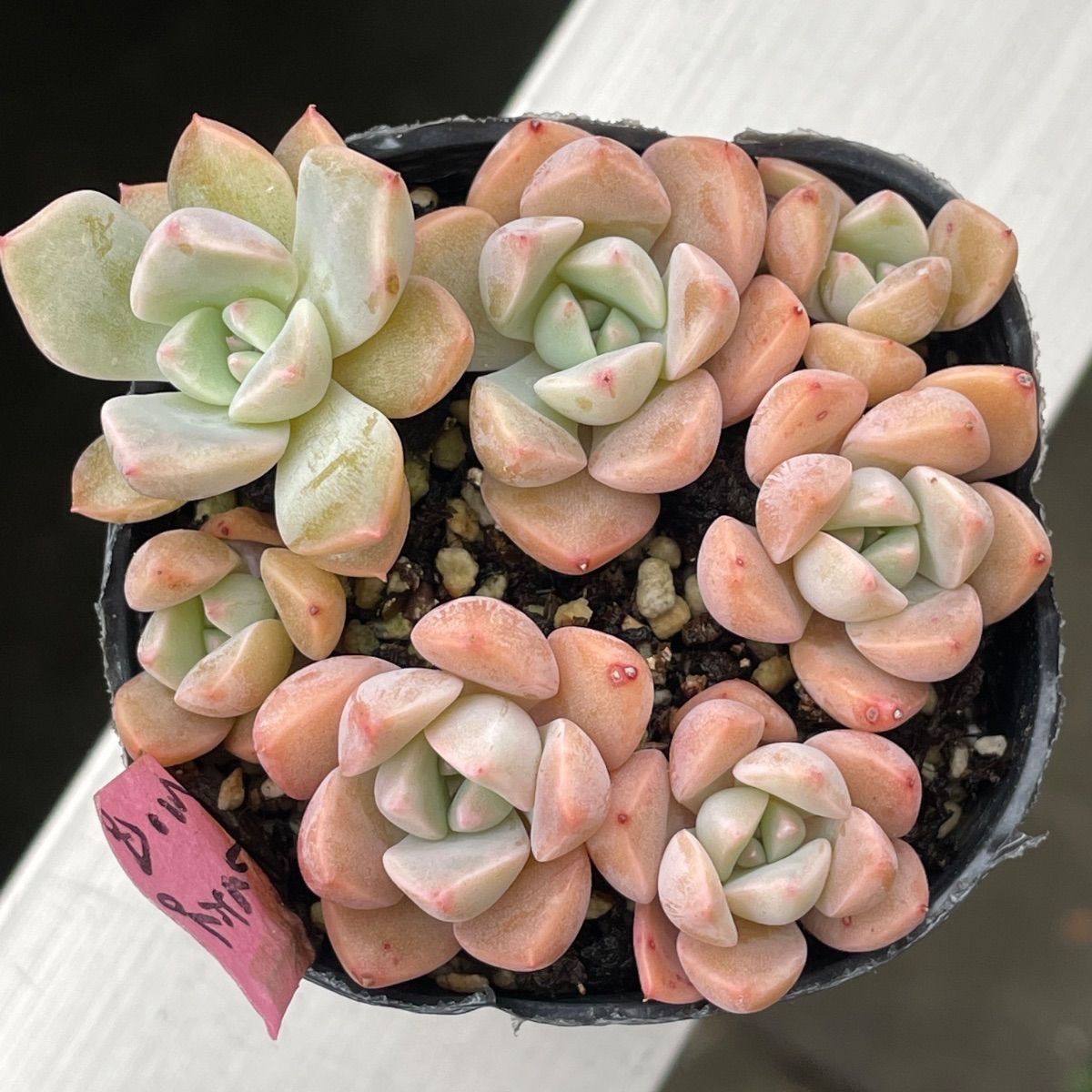 多肉植物♡ピンクプリティ❤︎抜き苗(根付き) - メルカリ