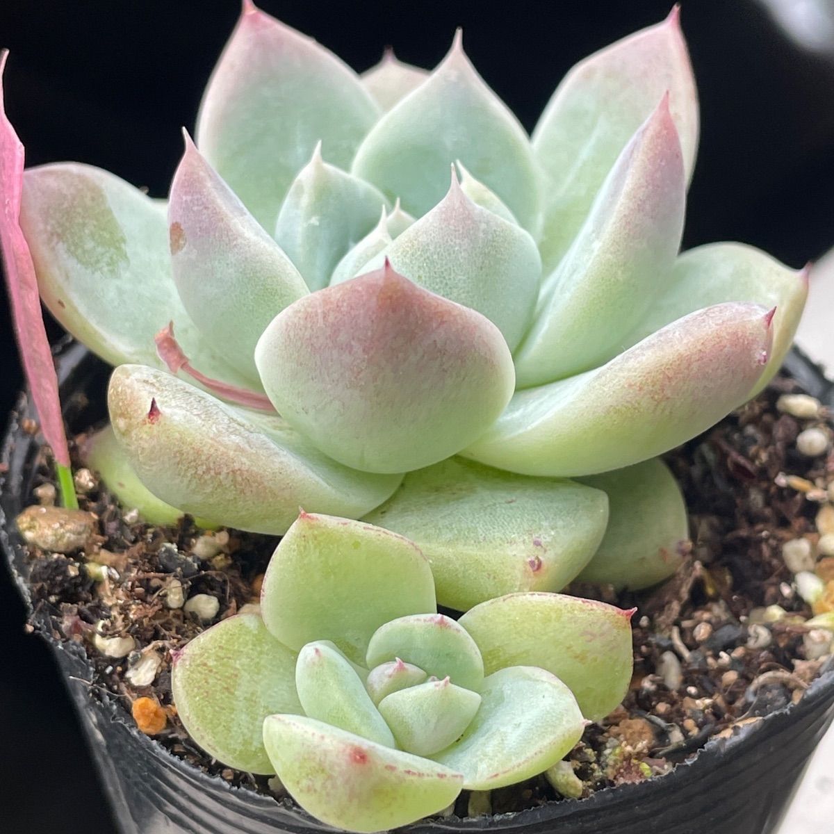 Top【選抜株】多肉植物　24849モダンジェオン　12個　鉢無し/脱土 多肉植物♡モダンジェオン❤︎抜き苗(根付き) - メルカリ