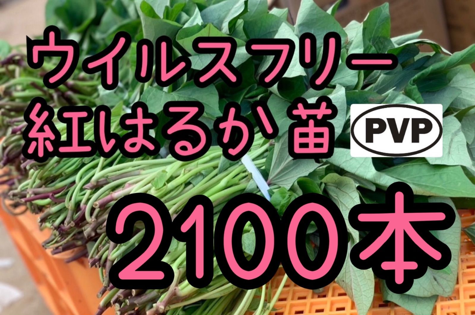 【特選品】紅はるか苗☆2,100本 6月中旬から発送開始