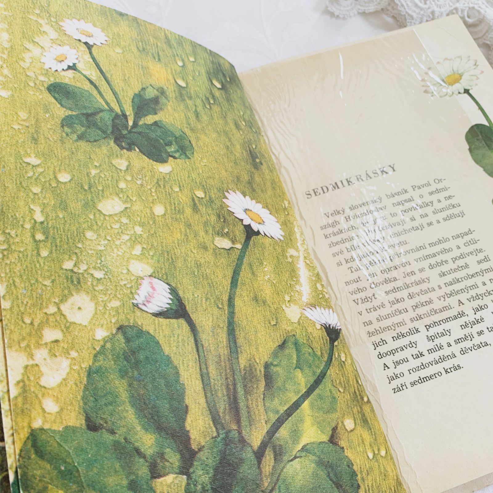 1978年-チェコ語のビンテージ 花絵本- 野原の植物絵本/ビンテージ本