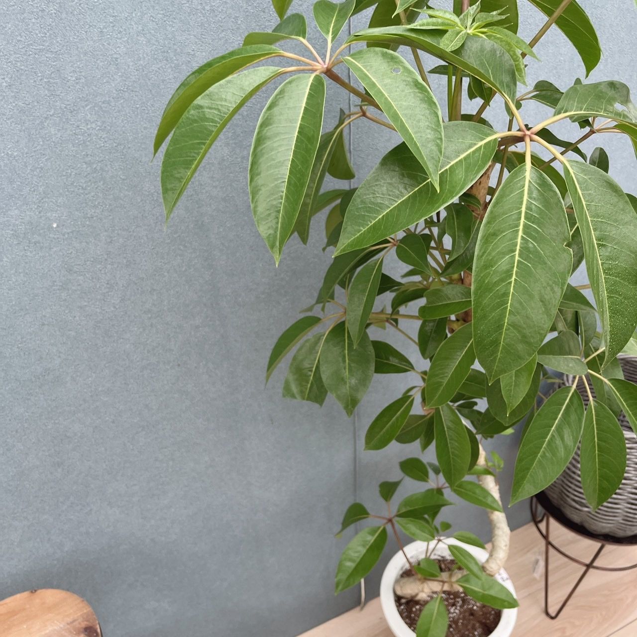 現品］3番 ツピタンサス 曲がり 8号 観葉植物 室内 大型 おしゃれ