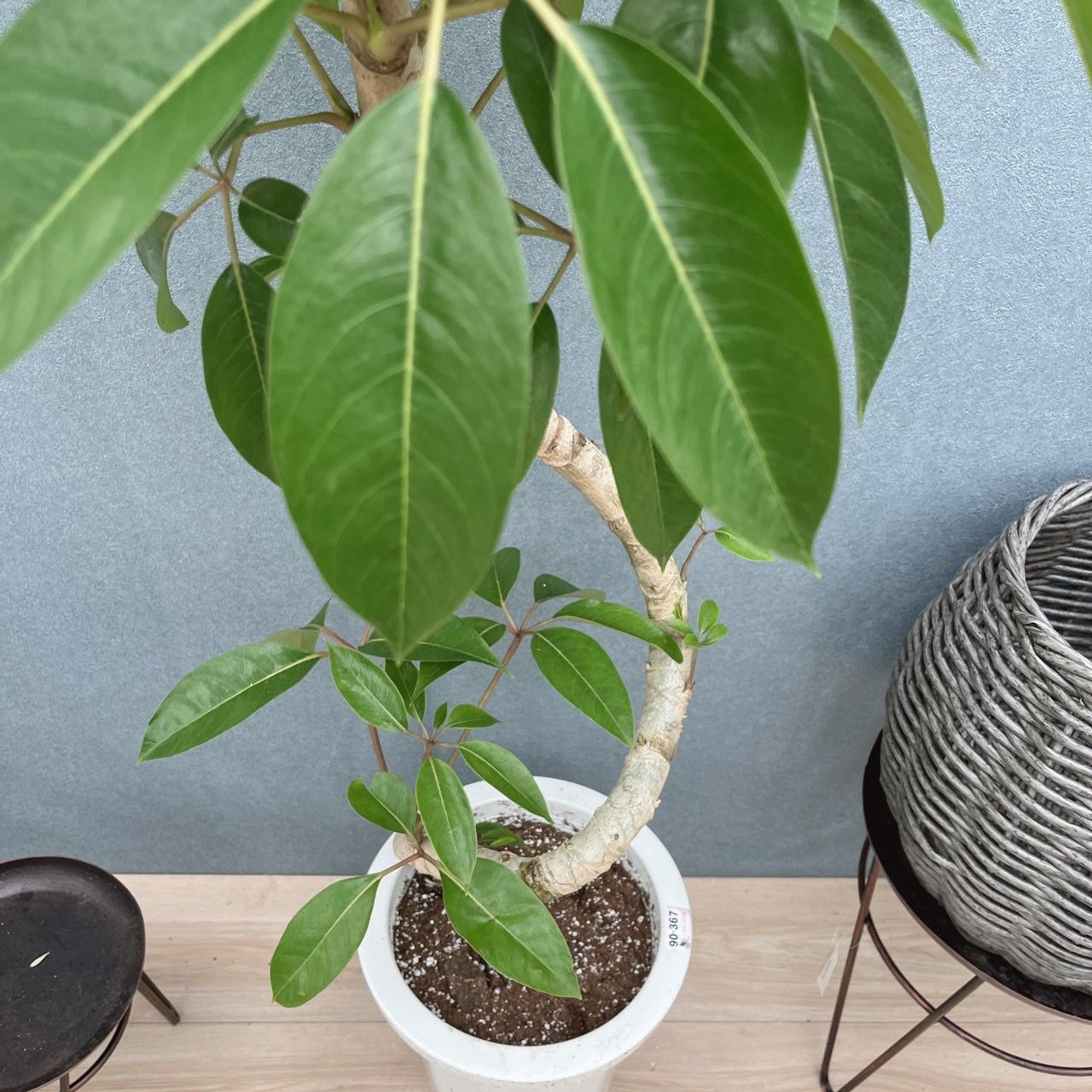 現品］3番 ツピタンサス 曲がり 8号 観葉植物 室内 大型 おしゃれ