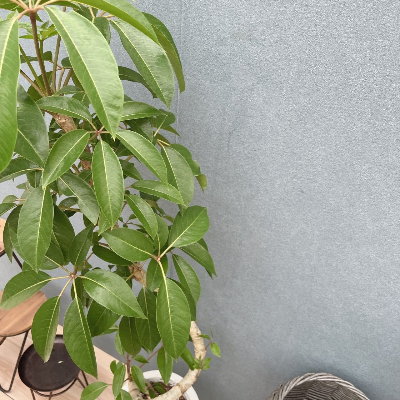 現品］3番 ツピタンサス 曲がり 8号 観葉植物 室内 大型 おしゃれ