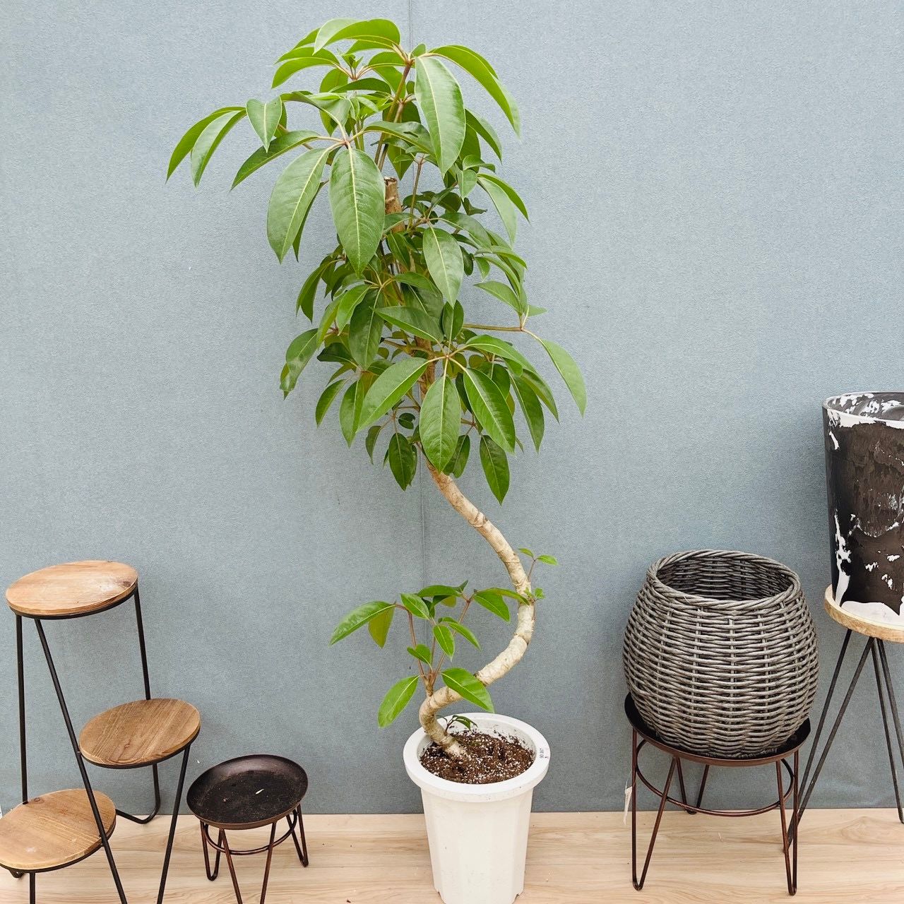 現品］3番 ツピタンサス 曲がり 8号 観葉植物 室内 大型 おしゃれ