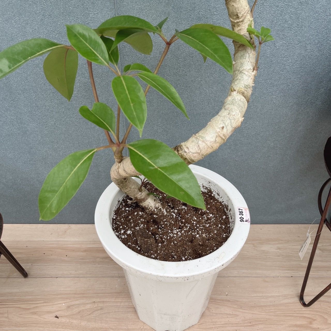 現品］3番 ツピタンサス 曲がり 8号 観葉植物 室内 大型 おしゃれ