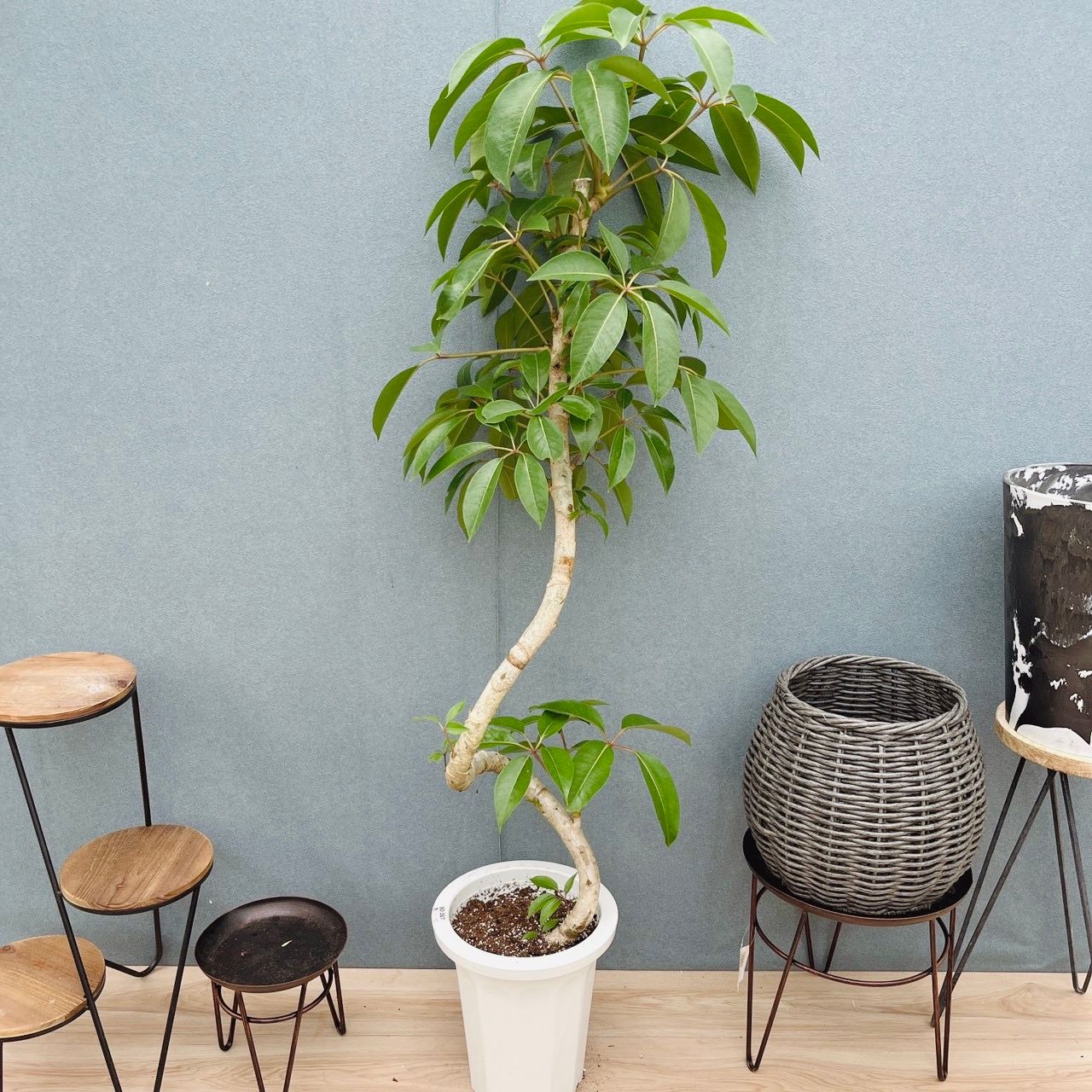 現品］3番 ツピタンサス 曲がり 8号 観葉植物 室内 大型 おしゃれ