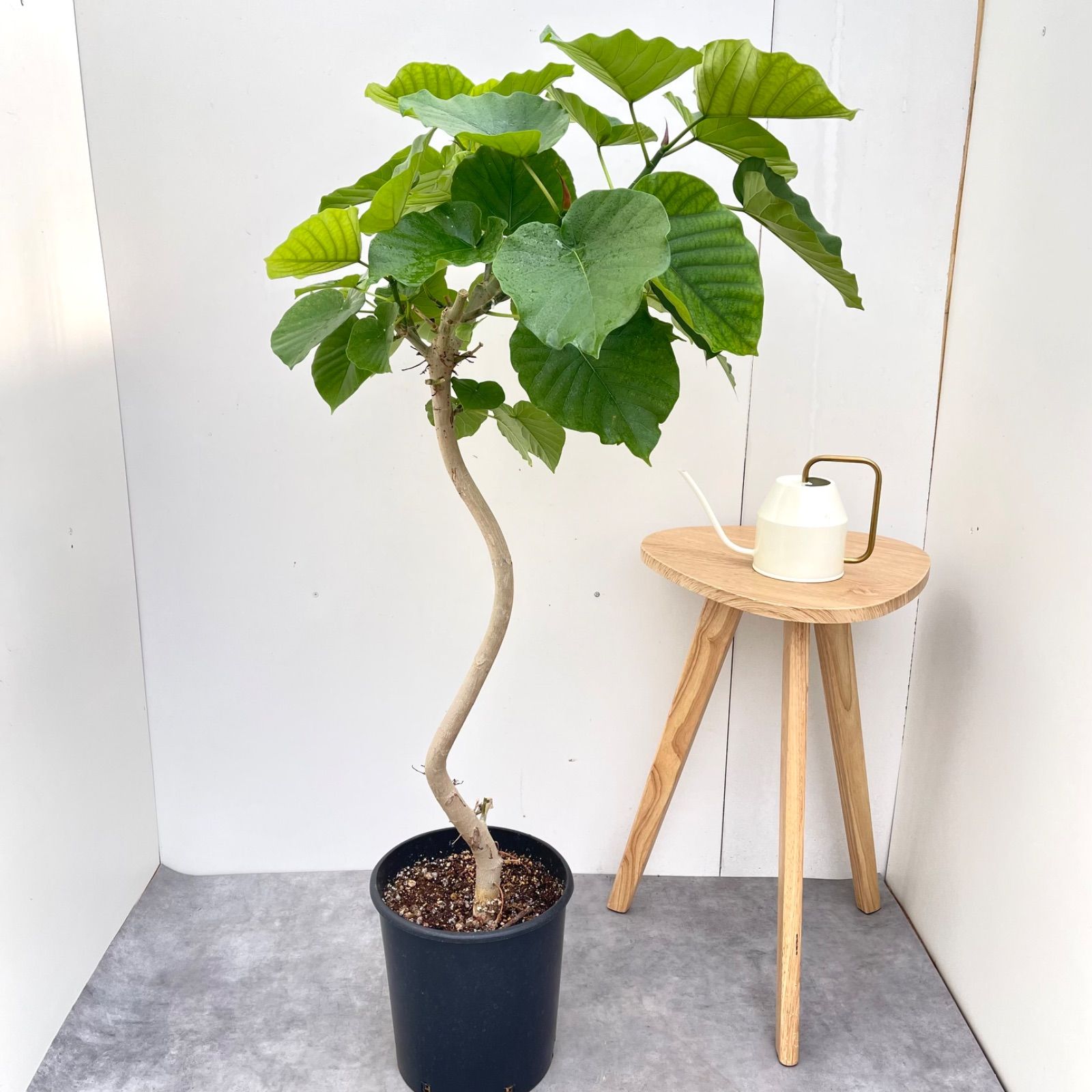 フィカス ウンベラータ 曲がり 9【現品】観葉植物 室内 大型 - メルカリ