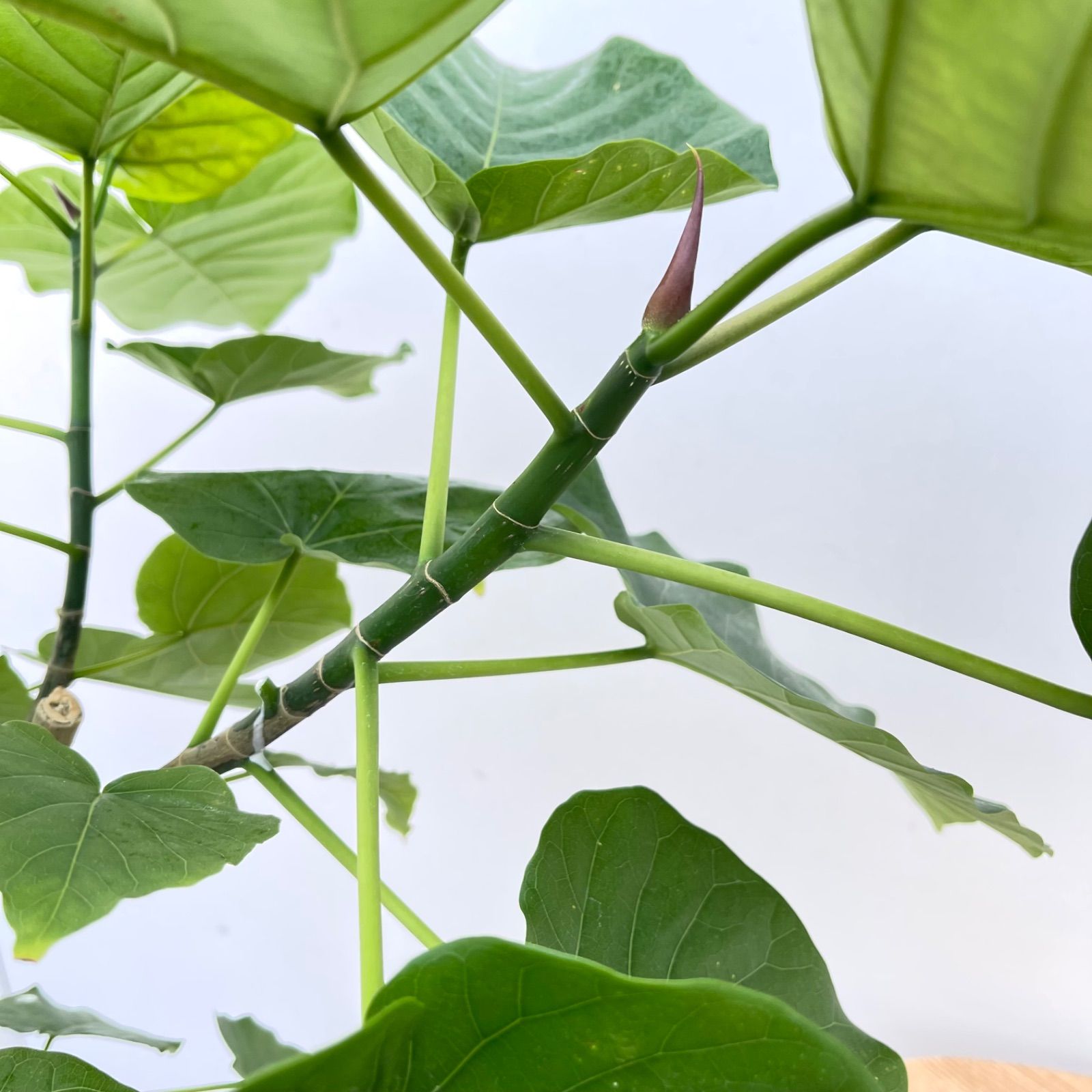 フィカス ウンベラータ 曲がり 9【現品】観葉植物 室内 大型 - メルカリ