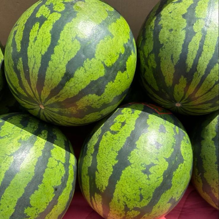 産地直送熊本植木町スイカ【1玉入り】8kg - メルカリ