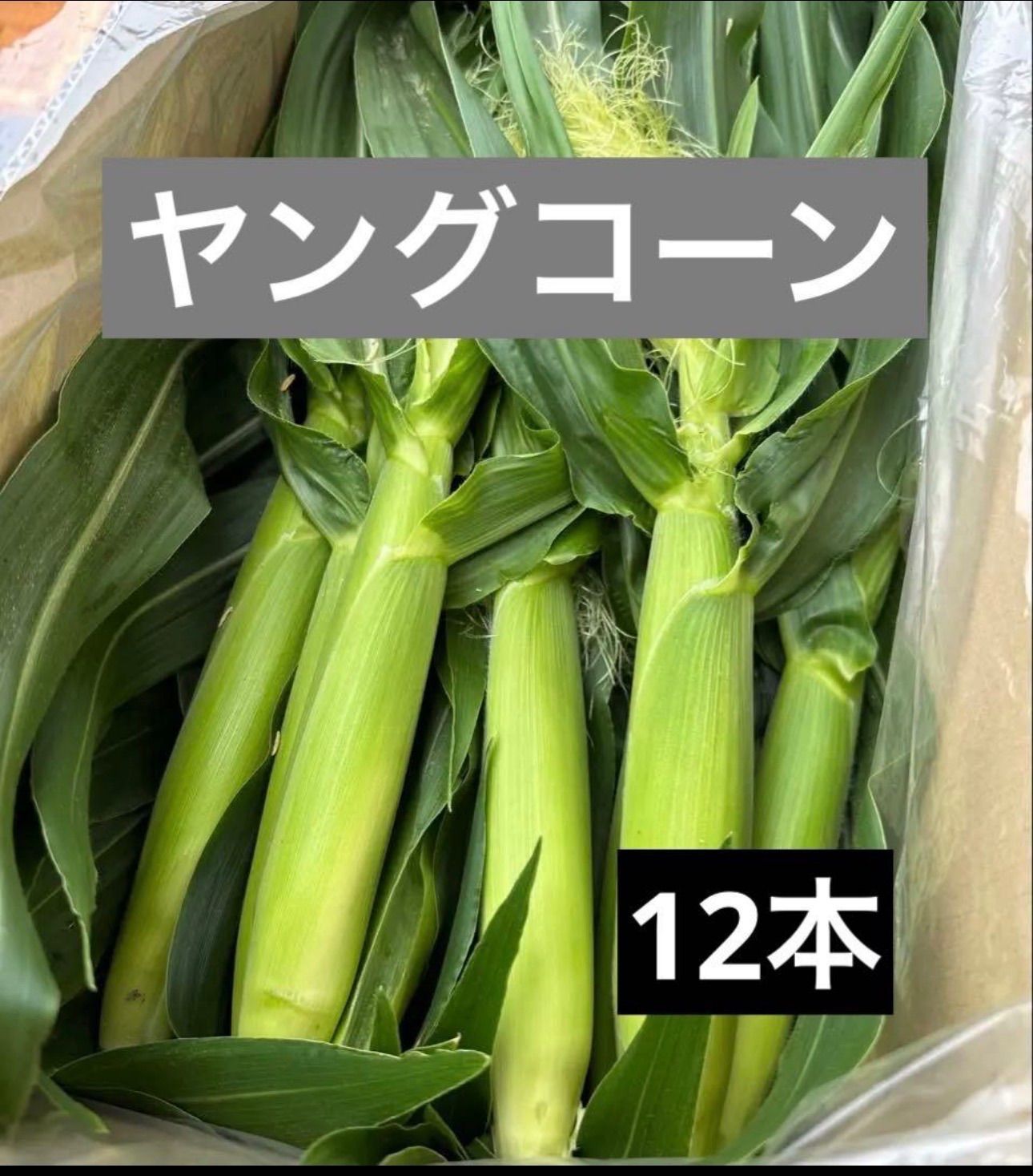 ご注文後に収穫】おおものヤングコーン 12本 - メルカリ