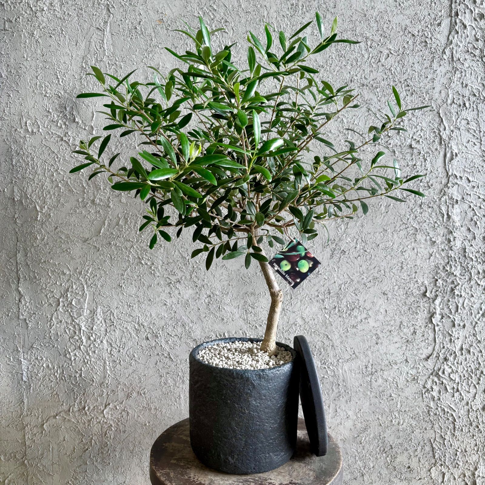 美形 オリーブの木 souju ネバディロブロンコ 6号 テラコッタ性鉢植え アンティーク風 受け皿付き