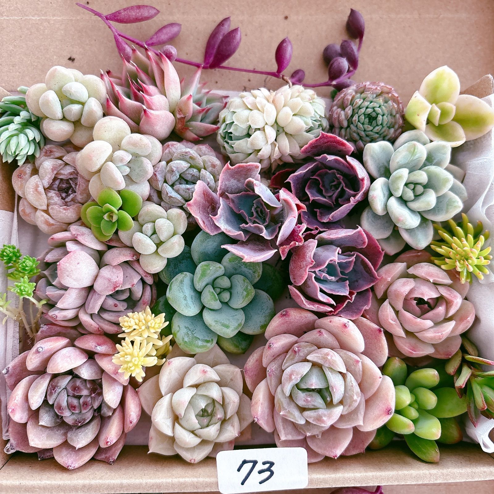 73 多肉植物寄せ植えセット - メルカリ