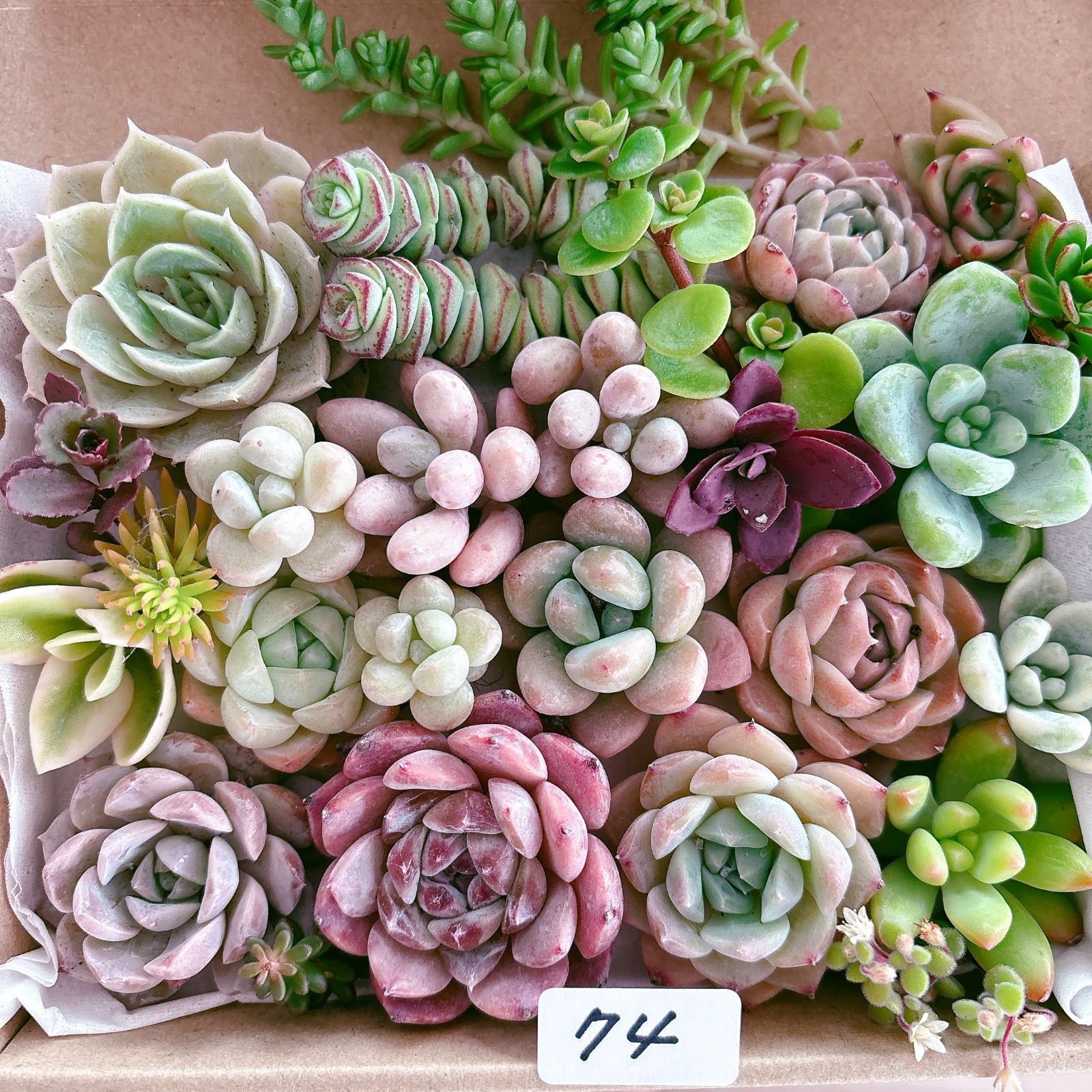 74 多肉植物寄せ植えセット - メルカリ