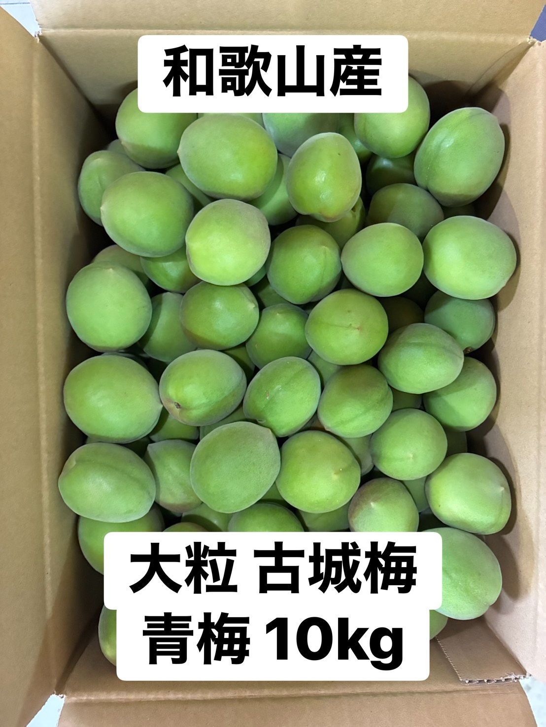 秀品 大粒 古城梅10kg 和歌山産 サイズ2L以上 秀品 大粒 古城梅10kg 和歌山産 サイズ2L以上