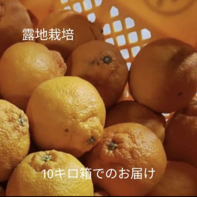 ミニ不知火(露地栽培) 箱込み10キロ ミニ不知火 10kg (露地栽培) 訳あり品 - メルカリ