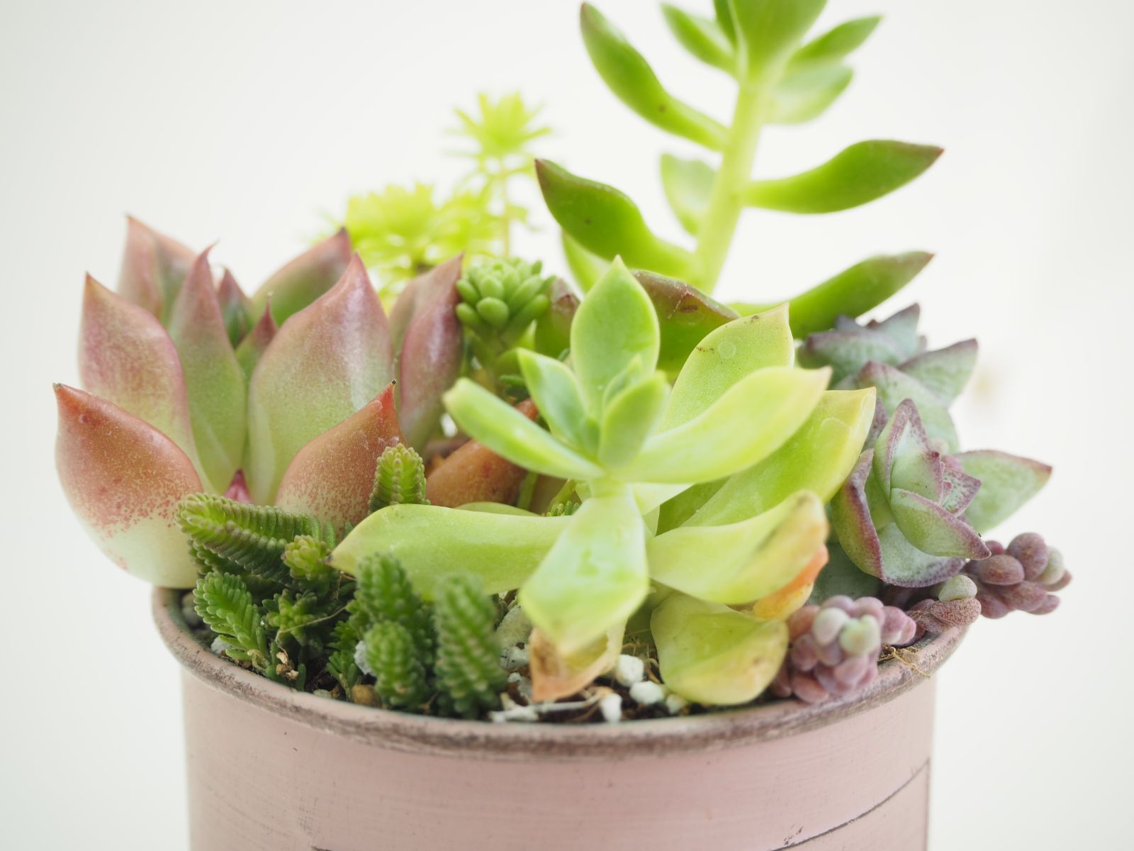 多肉植物 寄せ植え そのまま飾れる 鉢付き ピンク】 - メルカリ