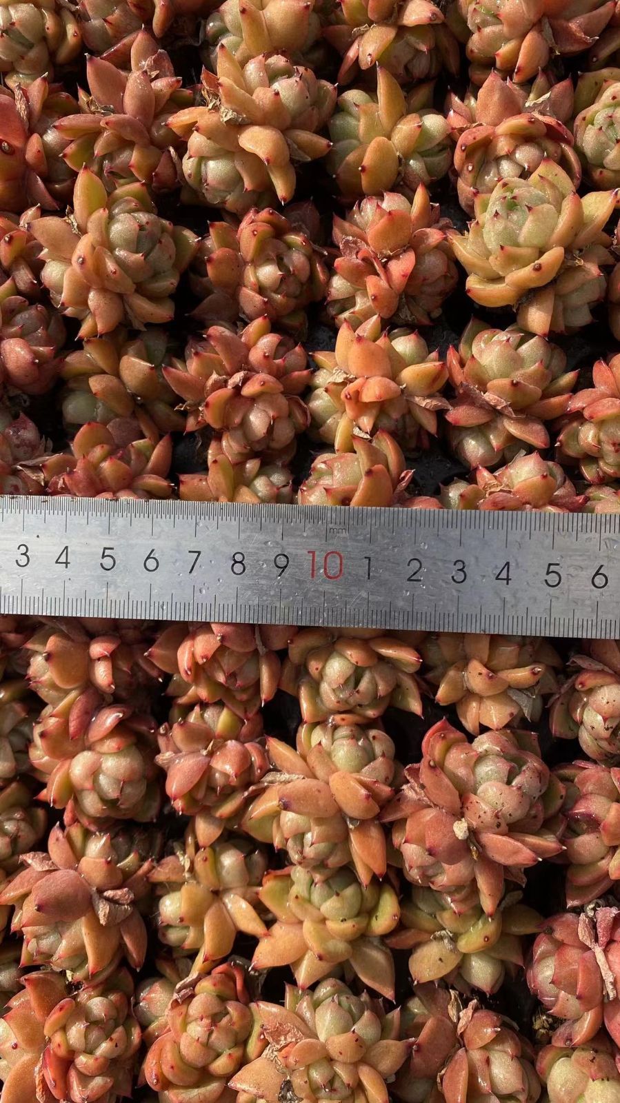 新入荷 アイスオレンジ 鮮やかな128苗セット 土と根付き 多肉植物