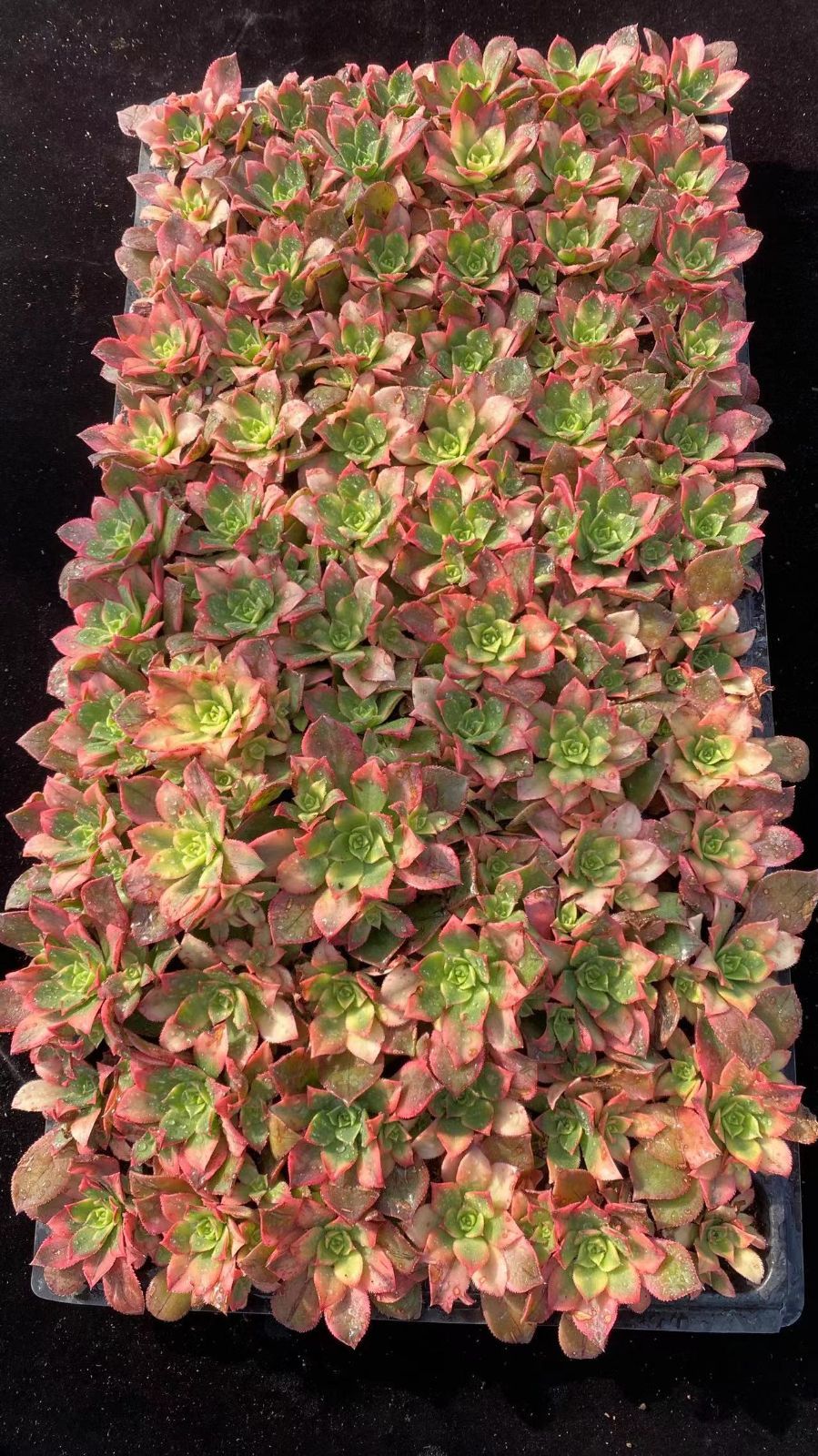 新入荷 エンニチキ 鮮やかな72苗セット 土と根付き 多肉植物