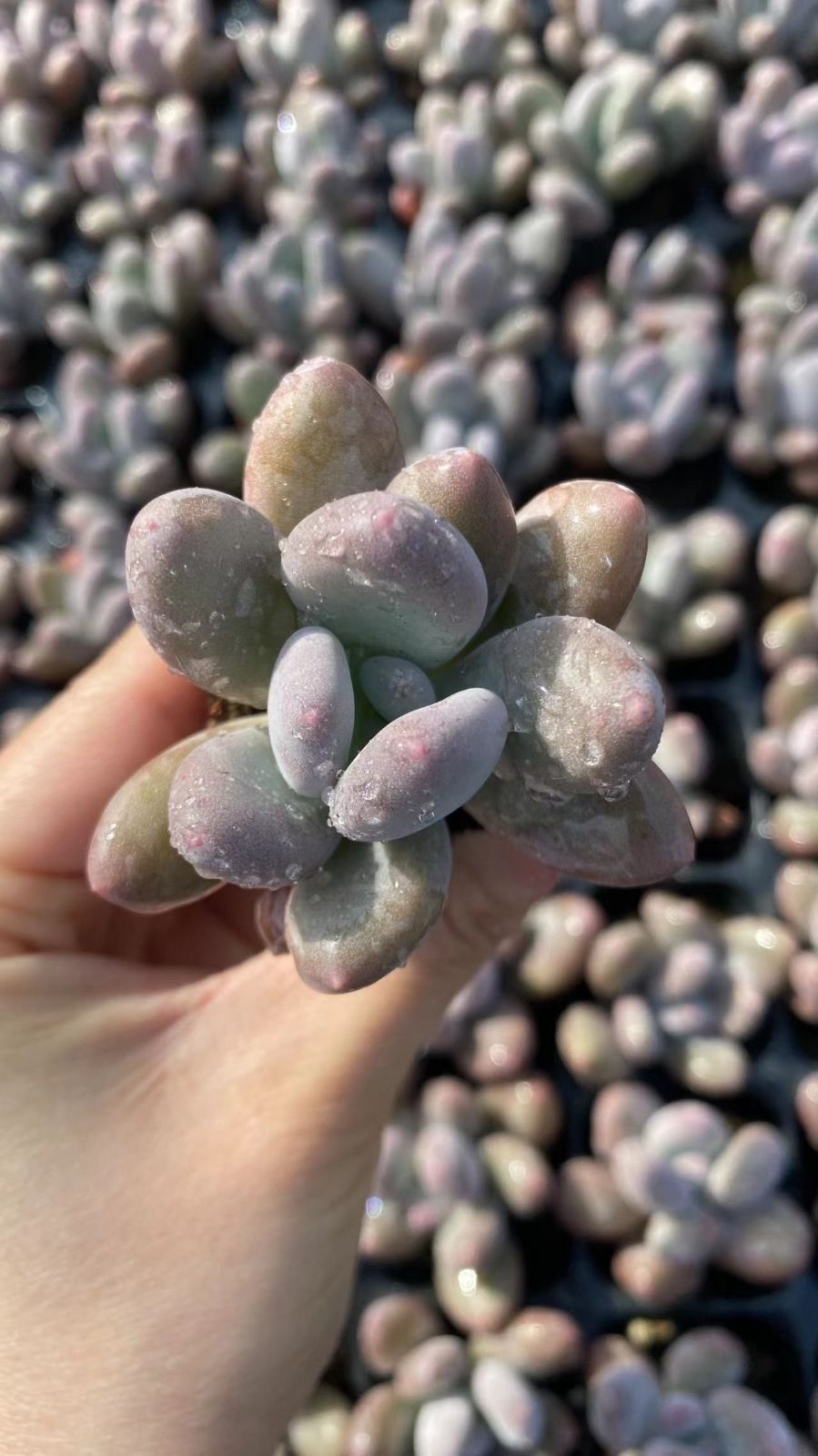 新入荷 モモビジン 鮮やかな72苗セット 土と根付き 多肉植物