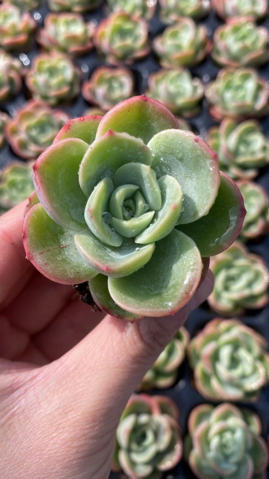新入荷 ハミウリ 鮮やかな72苗セット 土と根付き 多肉植物 エケベリア