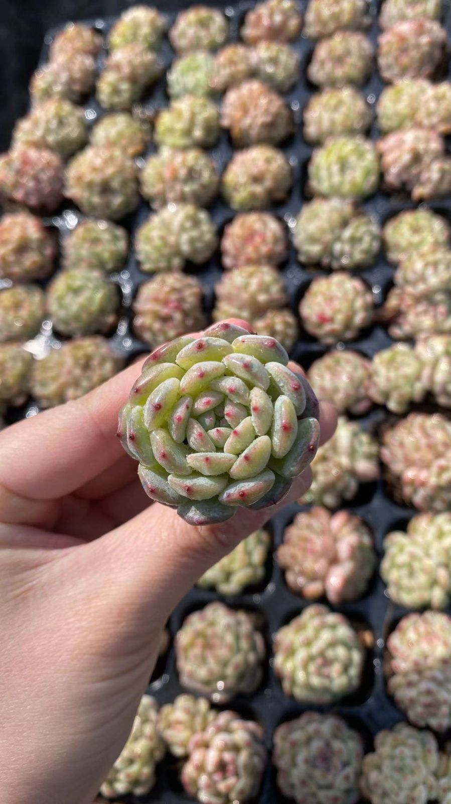 新入荷 シロデブ 鮮やかな105苗セット 土と根付き 多肉植物 エケベリア