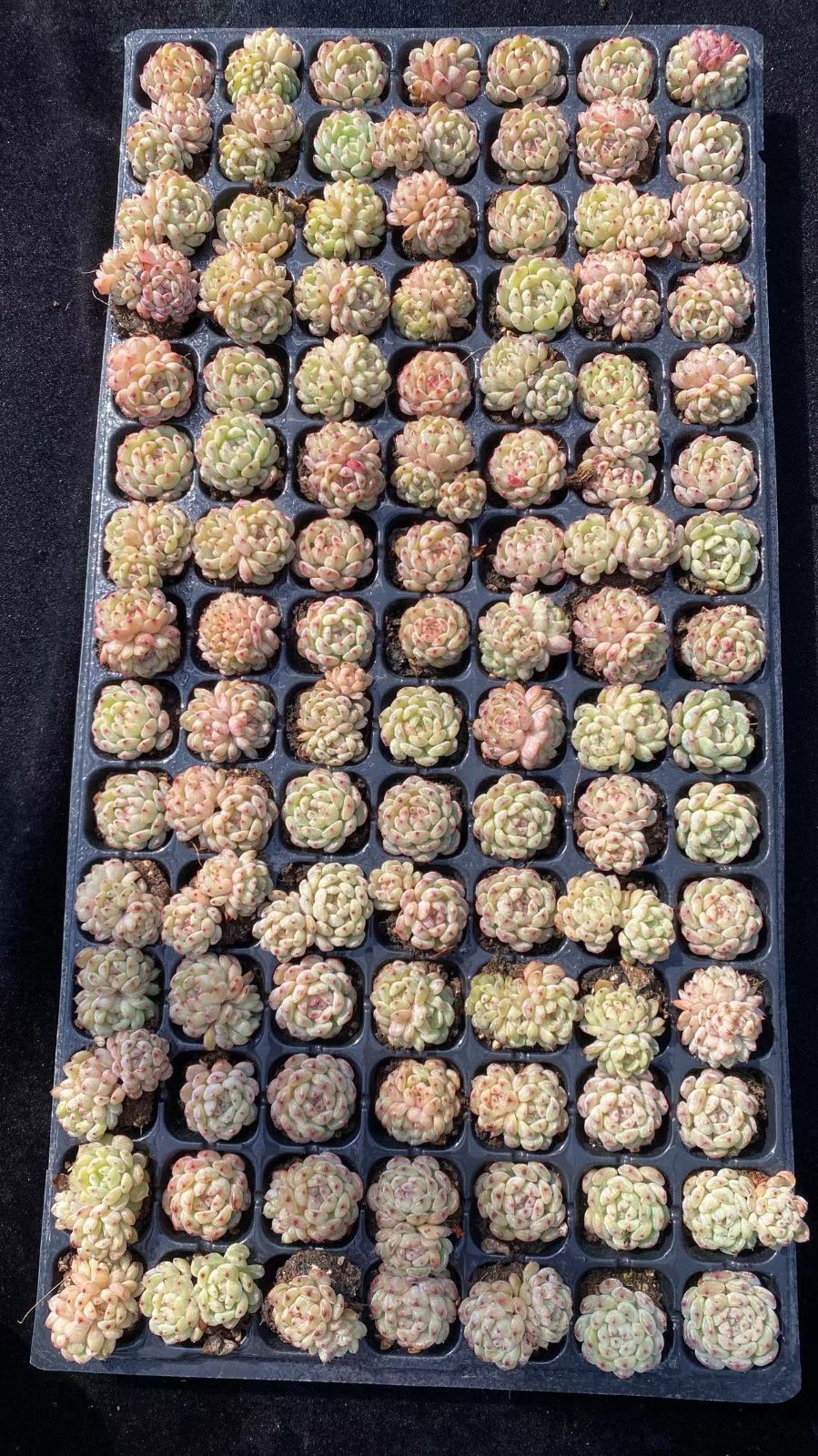 新入荷 シロデブ 鮮やかな105苗セット 土と根付き 多肉植物 エケベリア