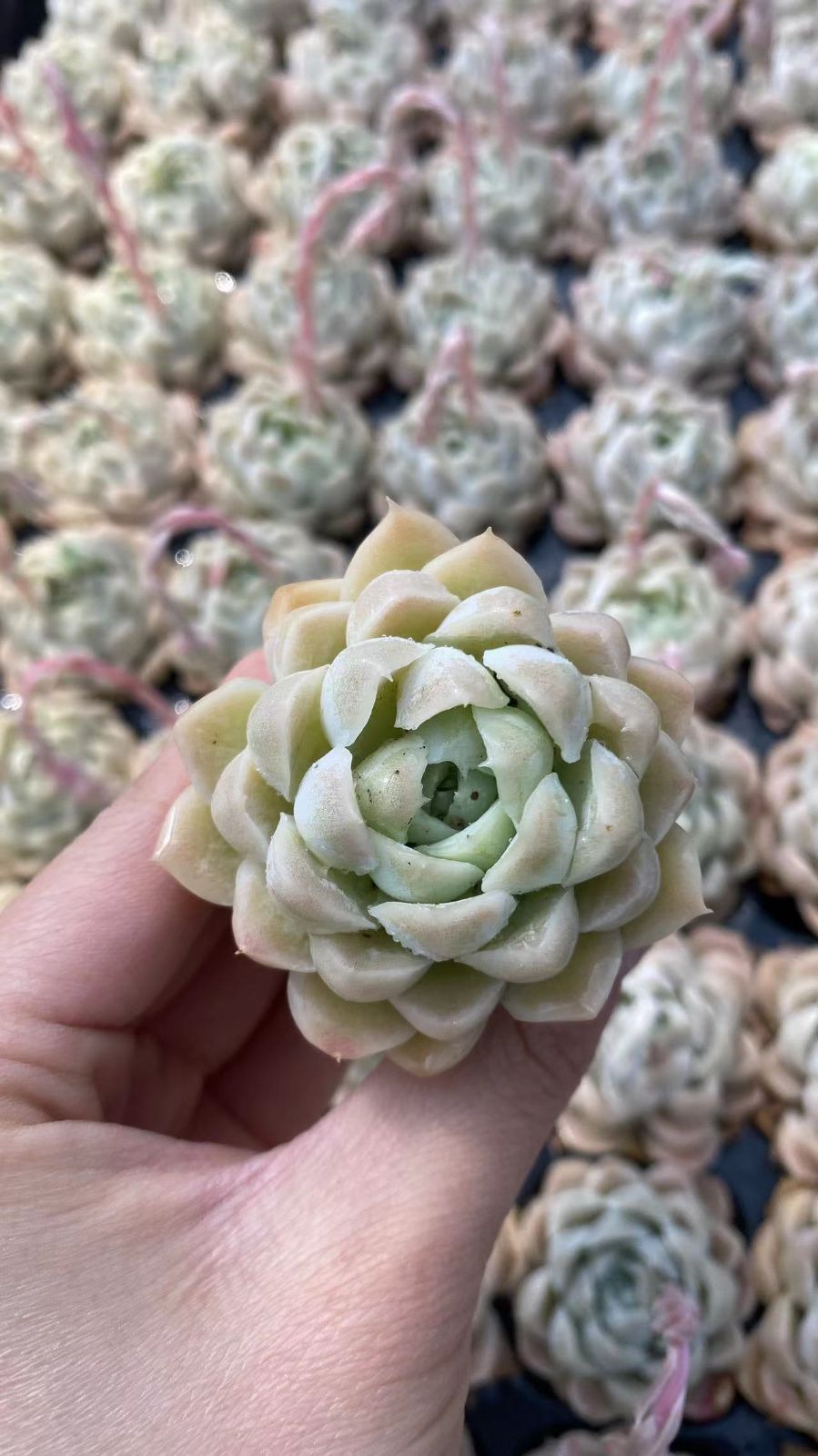 新入荷 ハクゲツエイ 鮮やかな72苗セット 土と根付き 多肉植物