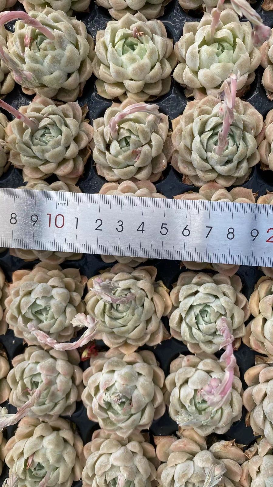 新入荷 ハクゲツエイ 鮮やかな72苗セット 土と根付き 多肉植物